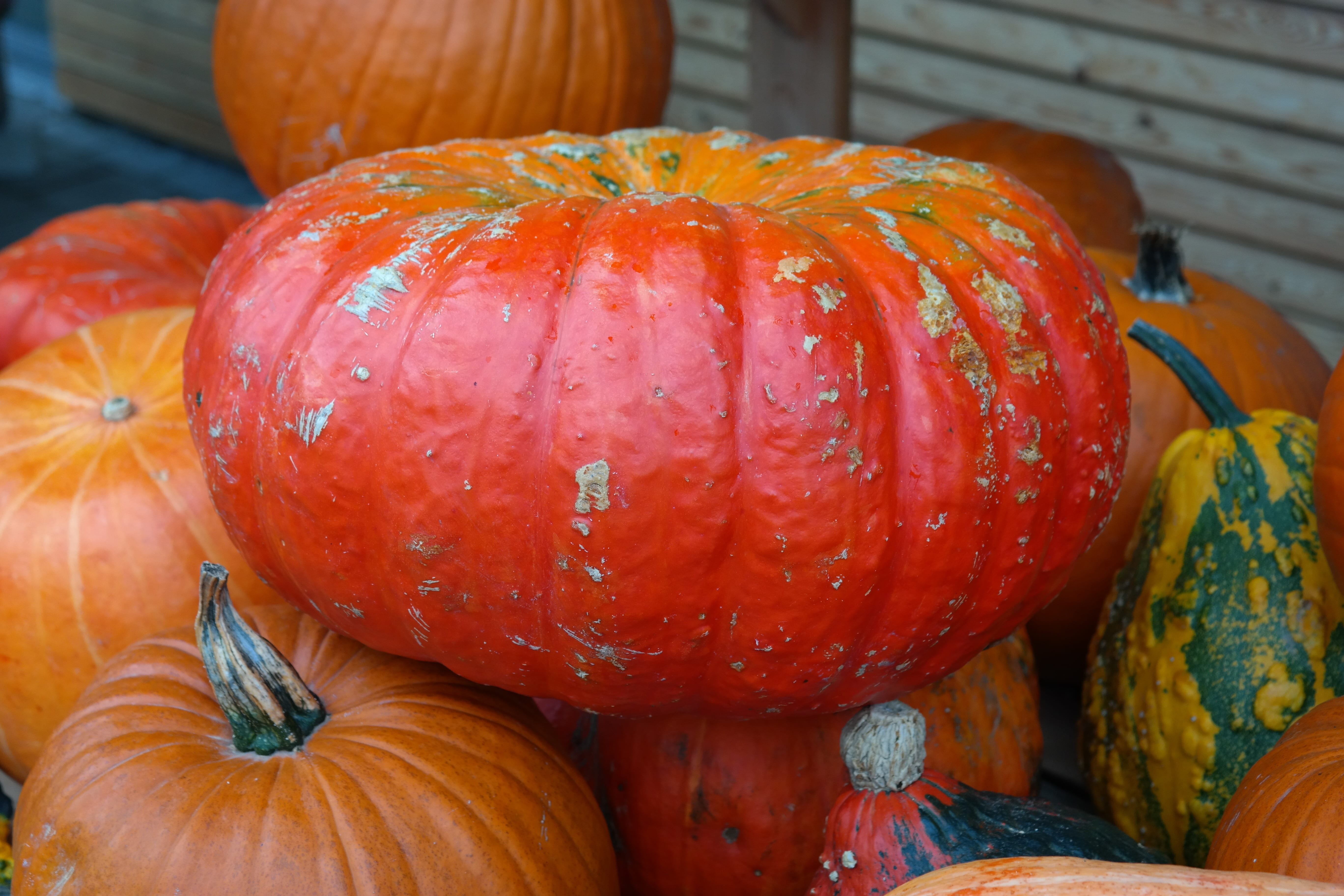 pumpkin, high angle view, fruit, no people, close-up, orange color, 5K, wood - material, small sugar, still life, halloween pumpkin, bearing vegetables, HD Wallpaper