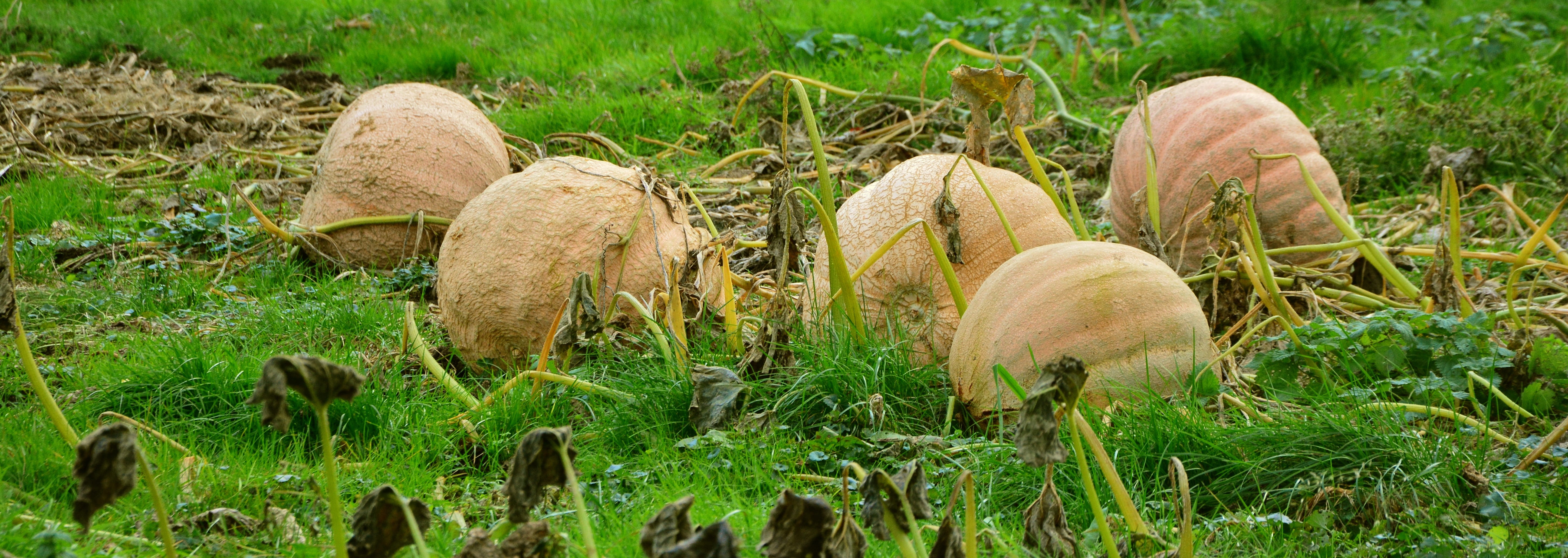 food, freshness, landscape, plant, giant pumpkins, green, farm, 5K, harvest, large, nature, cucurbitaceae, five, beauty in nature, agriculture, land, vegetables, HD Wallpaper