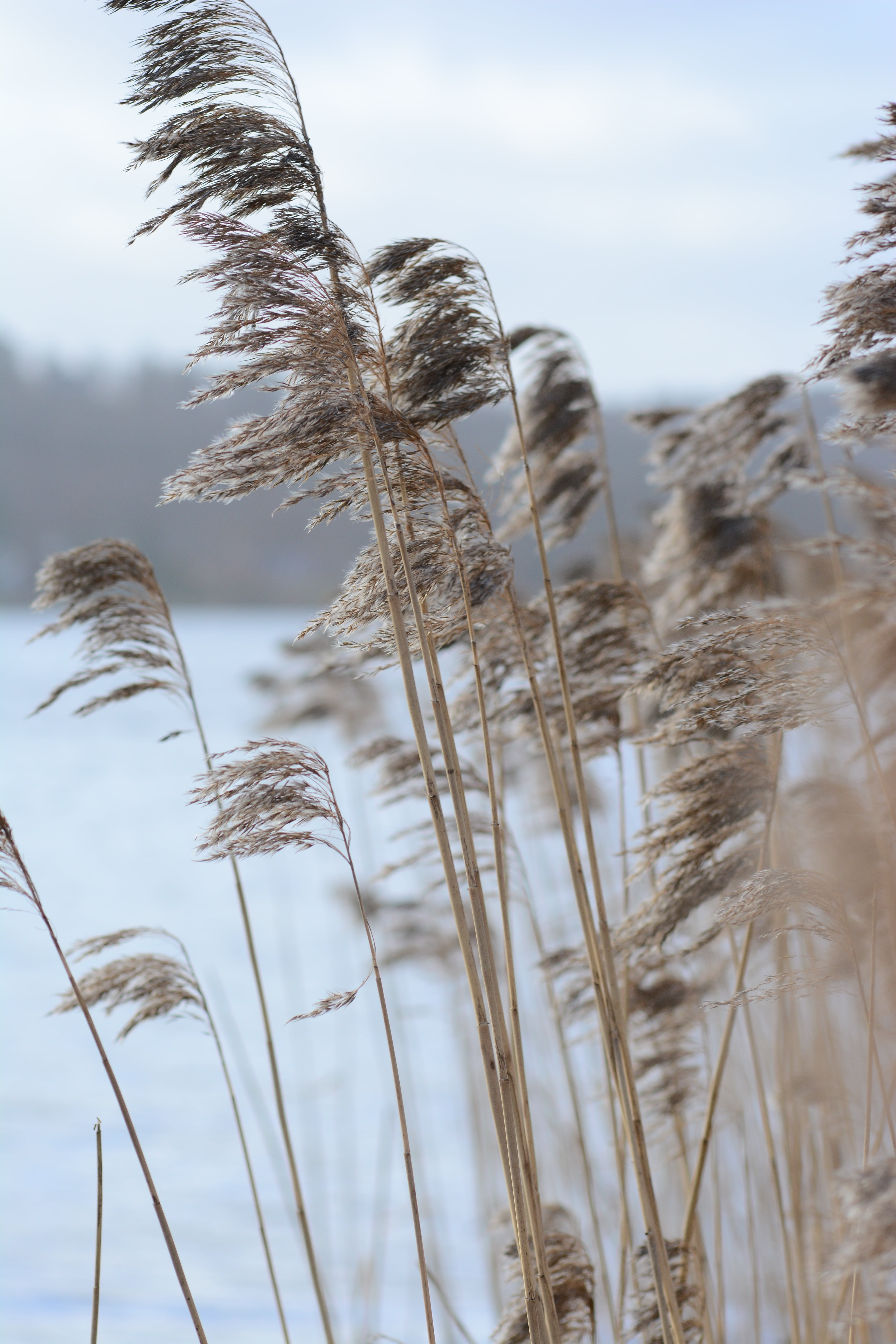 sunlight, grass, tranquil, tommy techno, plant, plant stem, no people, peaceful, e day, land, seascape, cold temperature, summer, cereal plant, view, morning, Phone HD Wallpaper