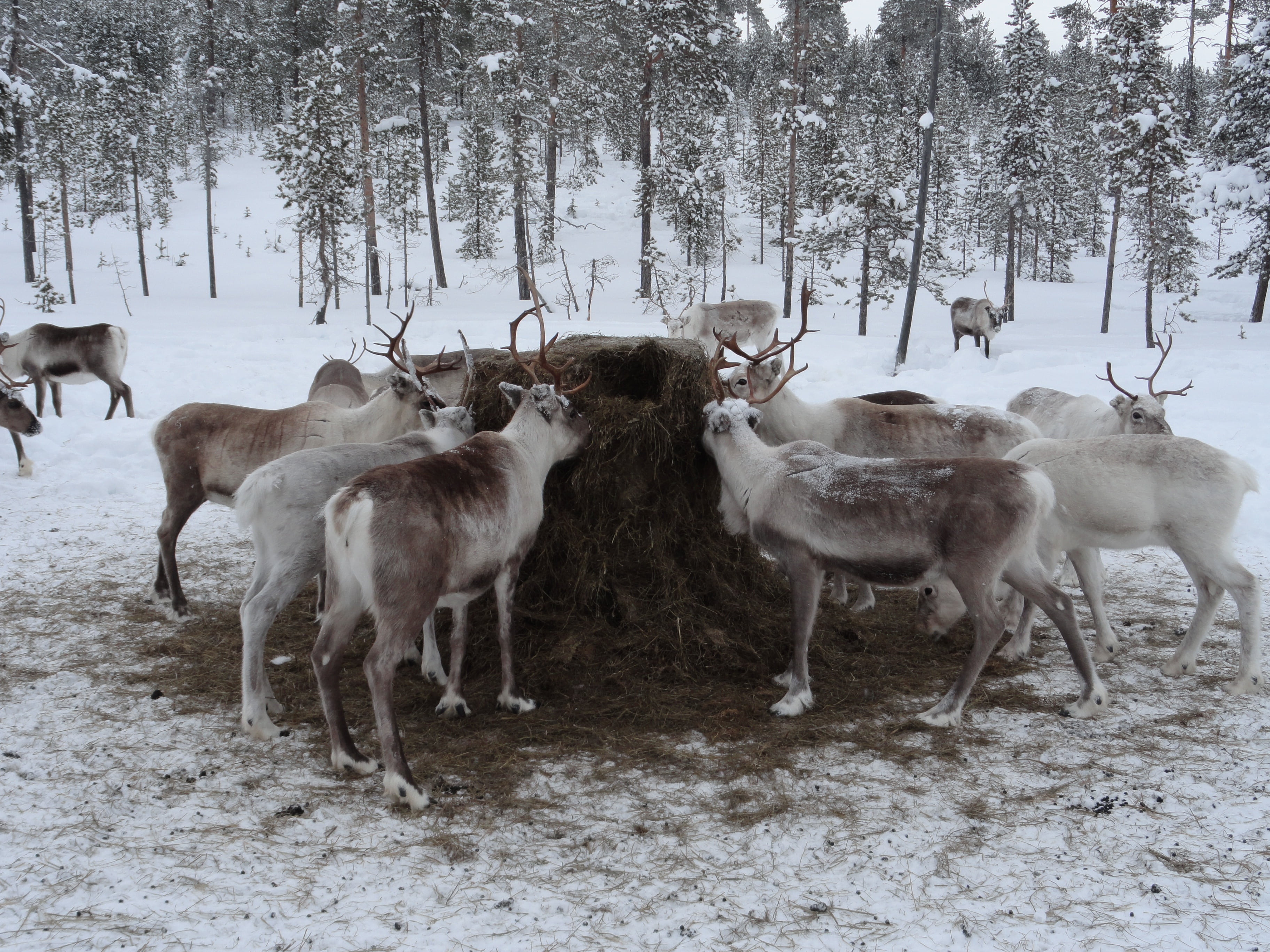 animals in the wild, land, vertebrate, group of animals, outdoors, no people, livestock, snow, reindeer farm, field, animal feed, bucks, animals, winter, HD Wallpaper