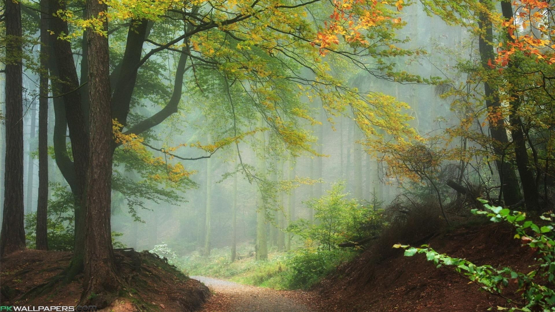 misty, path, forest, nature and landscapes, 1080P, mist, leaves, HD Wallpaper