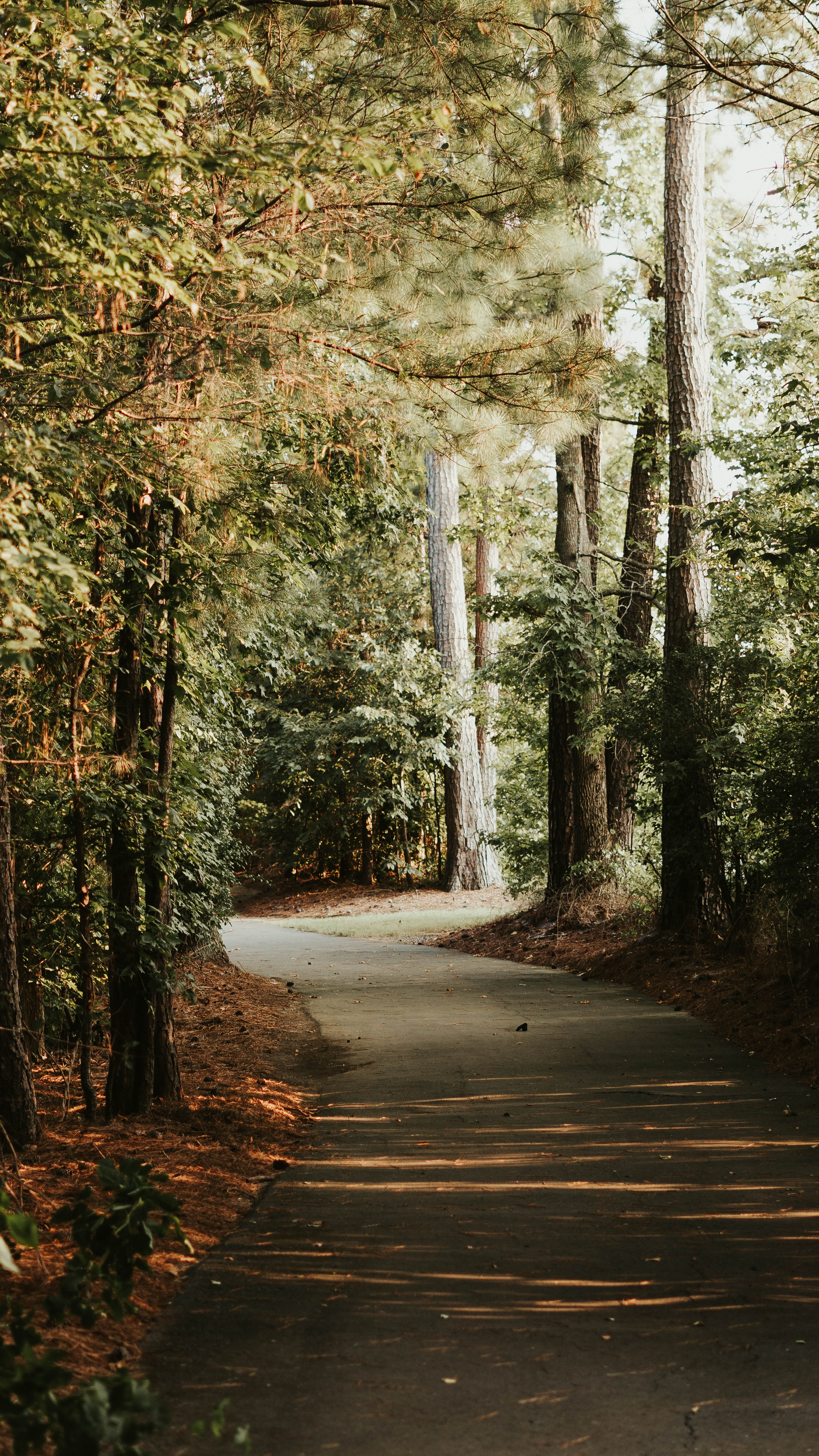 5K, forest light, single Lane Road, curving road, beauty, day, light, tranquil Scene, green, explore, light - Natural Phenomenon, green Color, forest, Phone HD Wallpaper