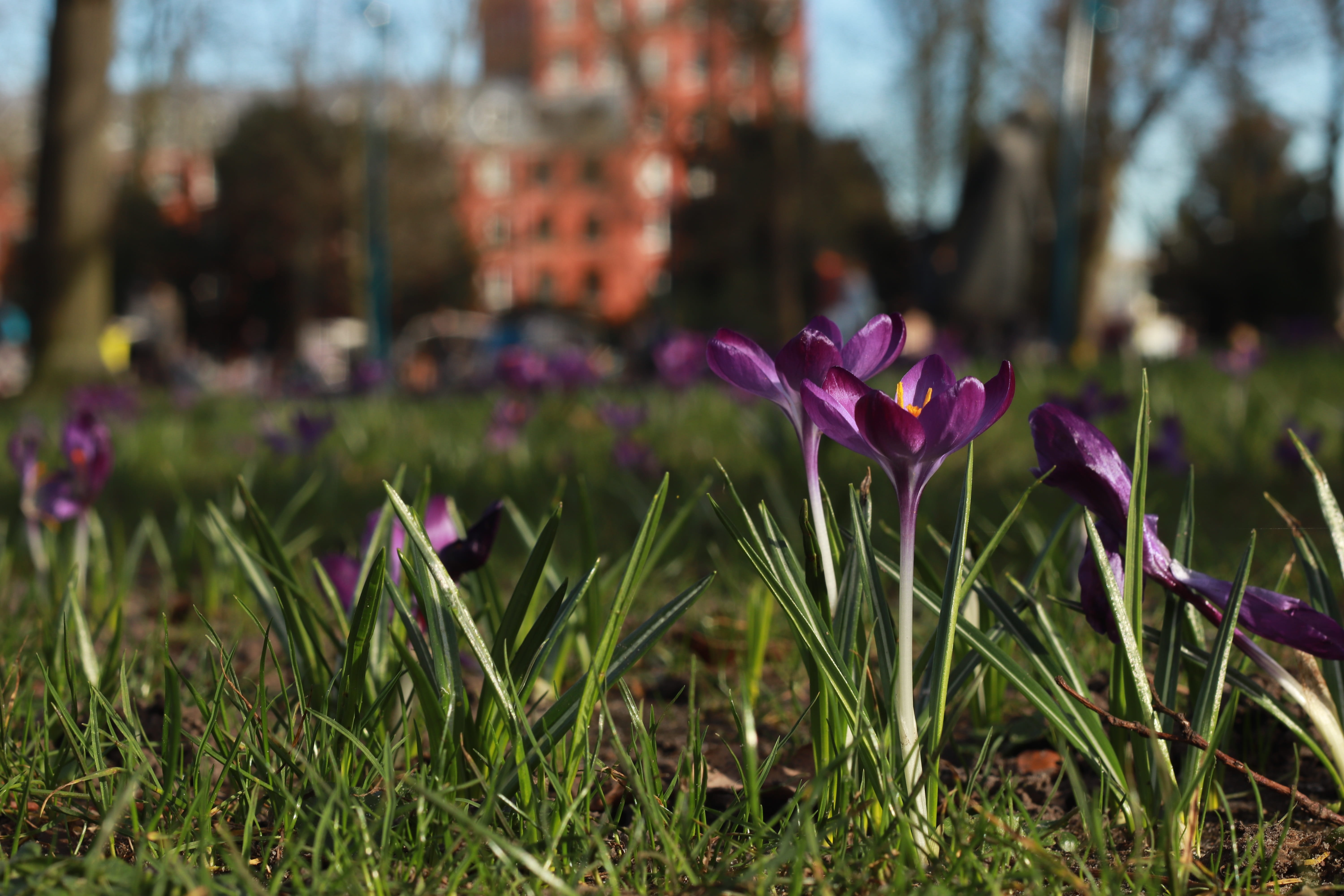 day, petal, fragility, no people, close-up, pink color, inflorescence, springtime, flowering plant, beauty in nature, purple, plant, sunny, focus on foreground, HD Wallpaper