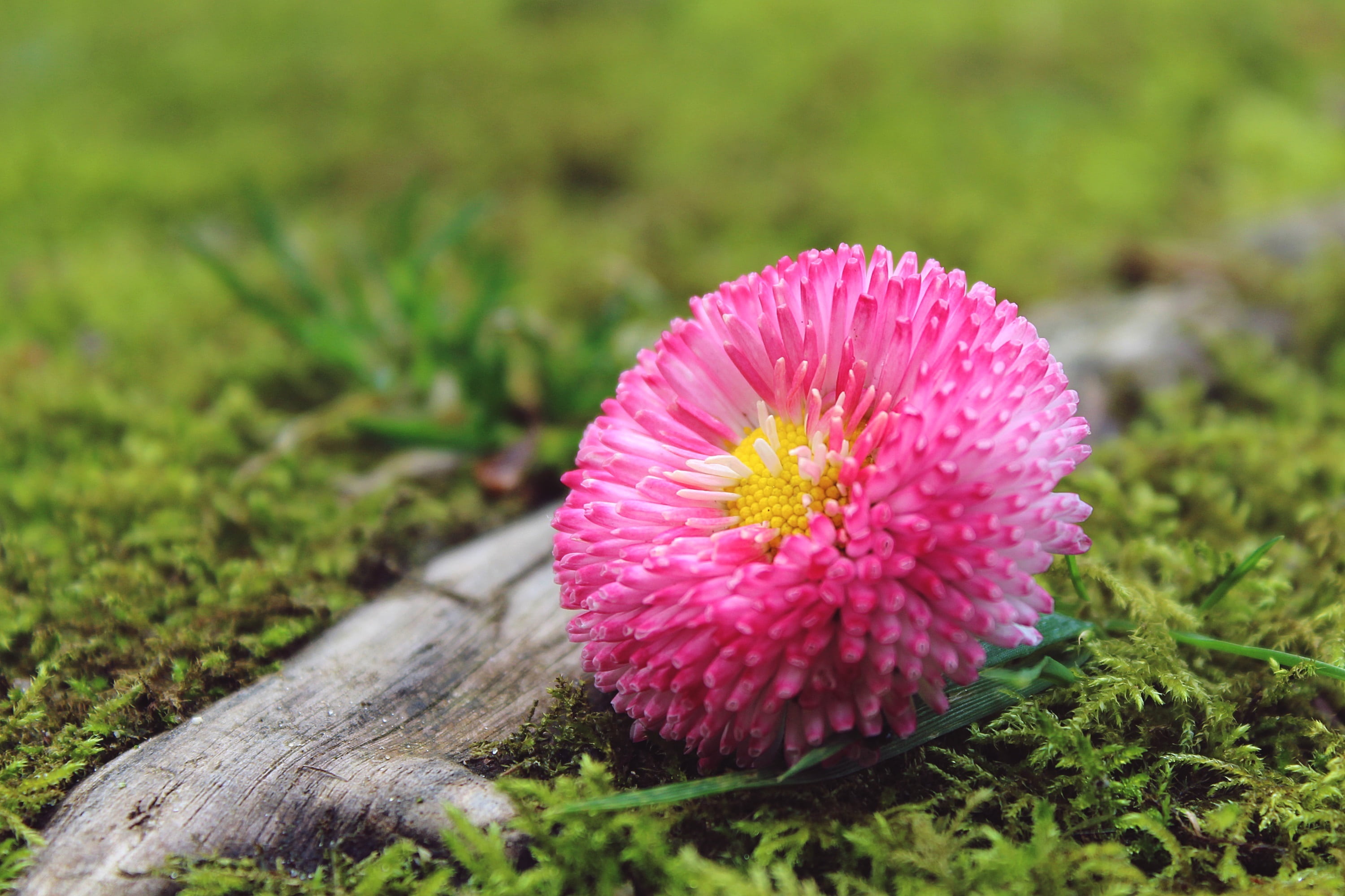 petal, deco, field, 2K, blossom, wood, root, freshness, beauty in nature, inflorescence, ground, photography, focus on foreground, pink flower, flower head, HD Wallpaper