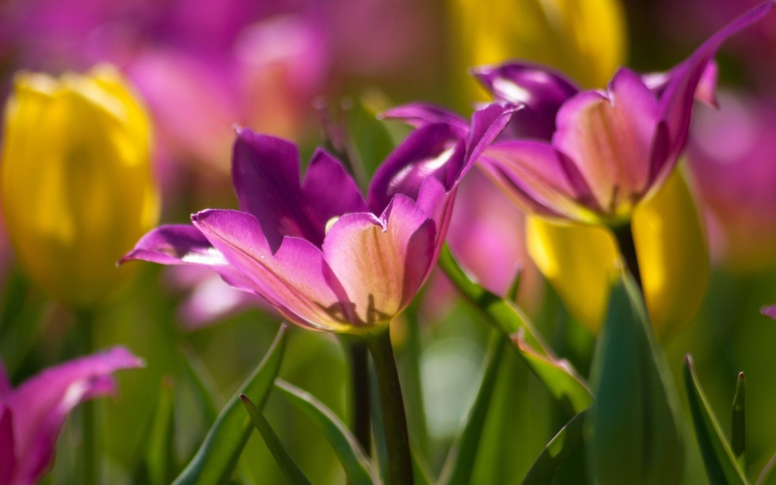 green, garden, ultrahd, flower, leaf, nature, 2K, macro, HD Wallpaper