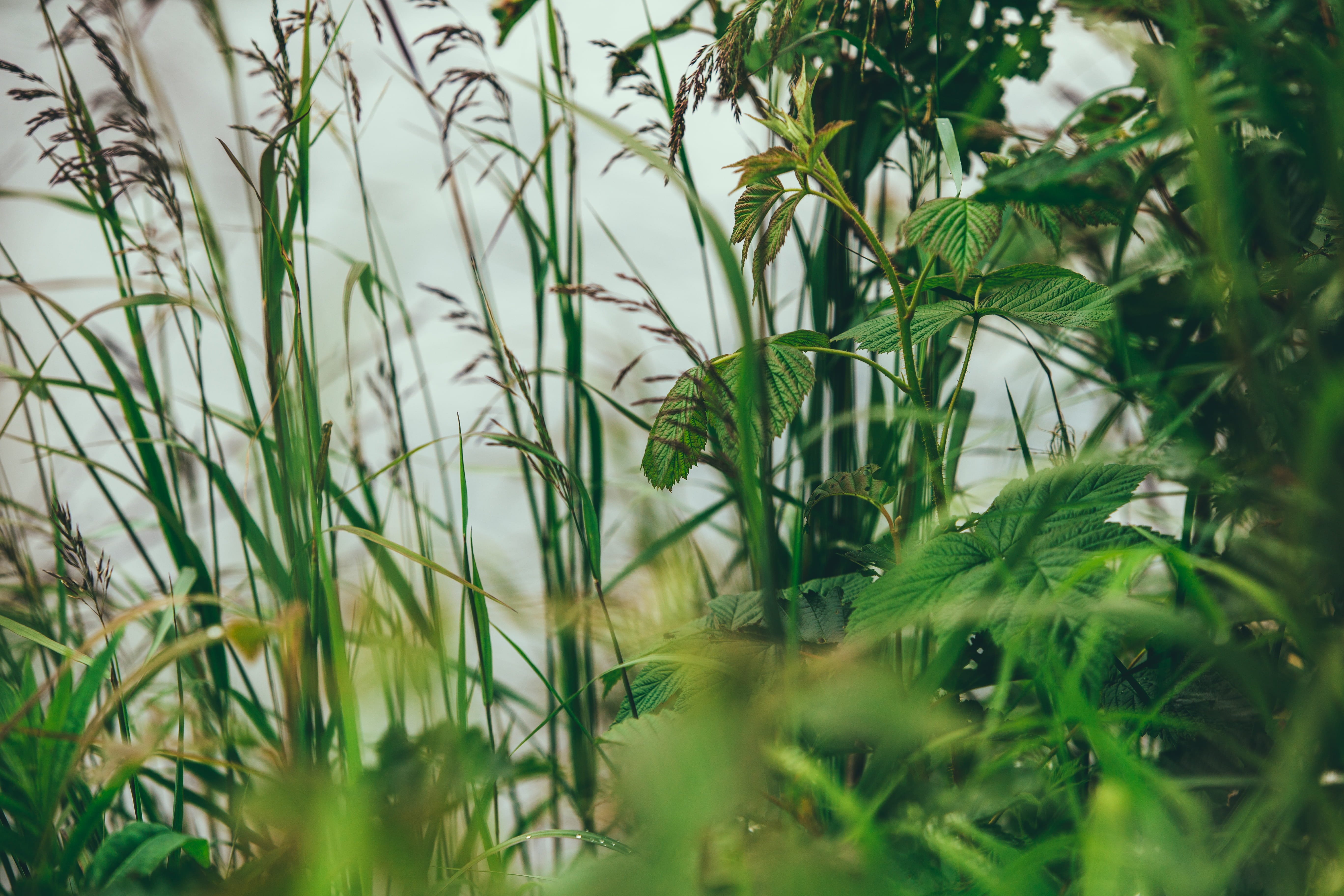scenics - nature, freshness, fragility, lake, dof, blade of grass, plants, alaska, field, green color, landscape, beauty in nature, depth, water, river, HD Wallpaper