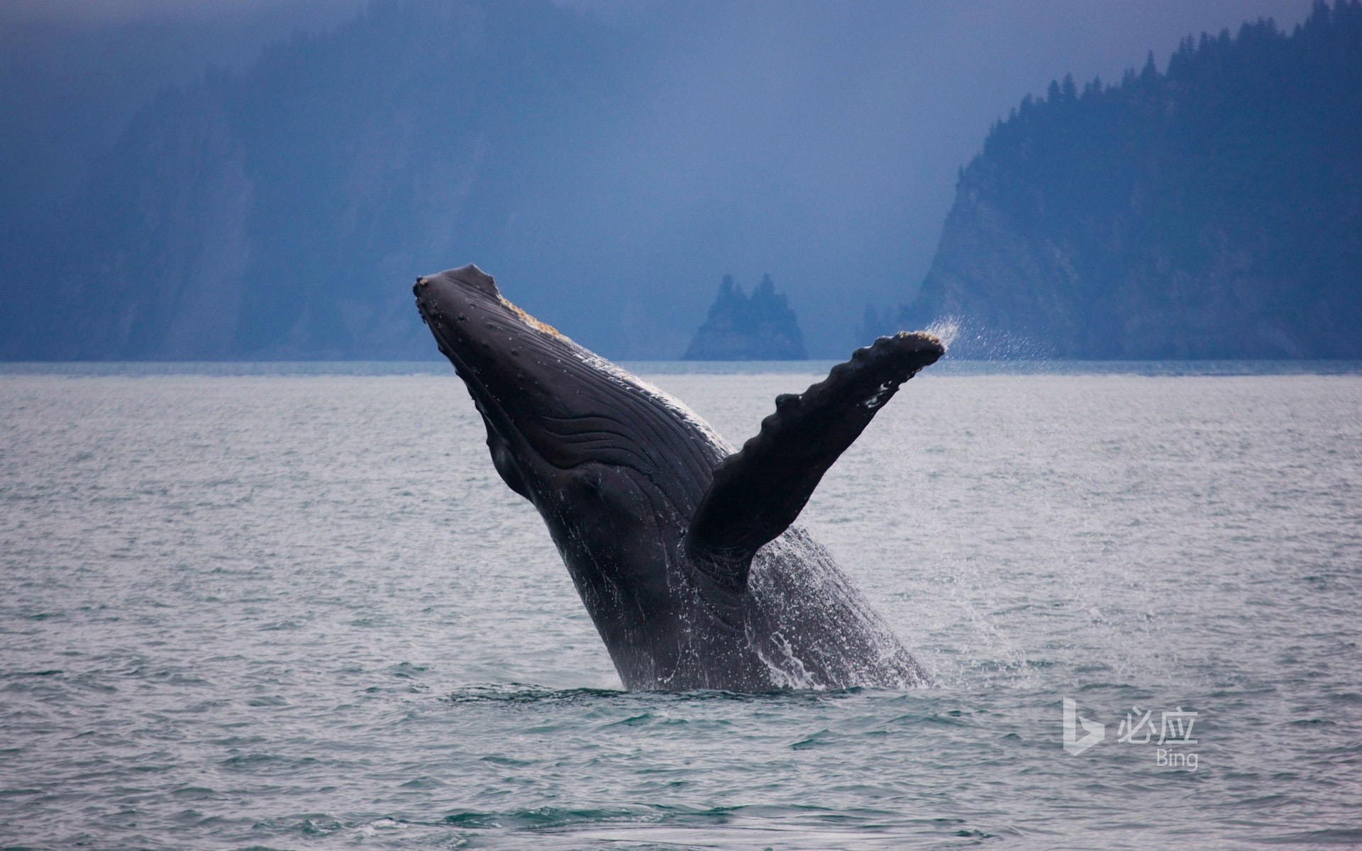 humpback, splashing, national, whale, bay, kenai, marine, vertebrate, sea, underwater, animal, water, 1080P, one animal, tail fin, aquatic mammal, animal themes, HD Wallpaper