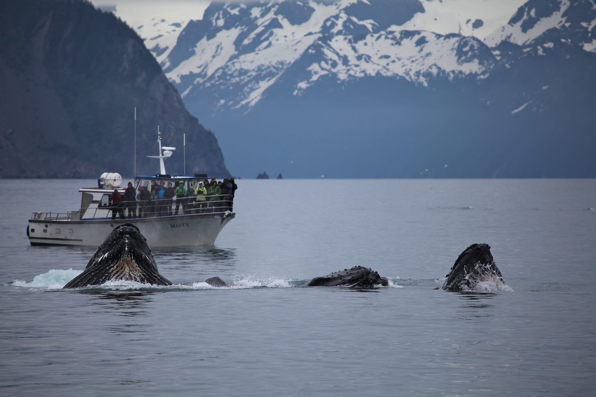 alaska, real people, ship, sky, ocean, mountain range, predator, 1080P, swimming, usa, wildlife, mode of transportation, mountain, mammal, outdoors, surface, HD Wallpaper