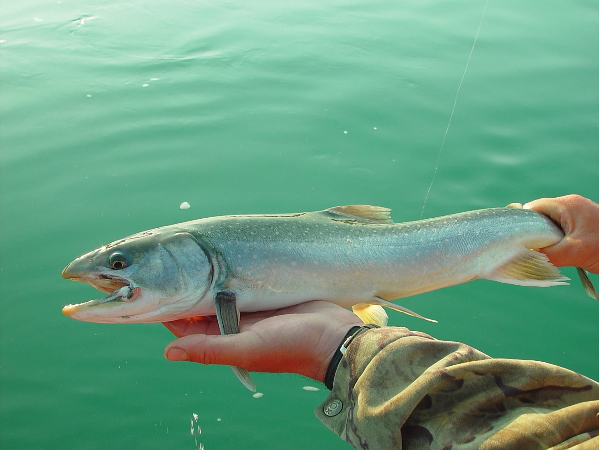 dolly varden, human body part, marine, water, animals in the wild, finger, gray, hand, 1080P, usa, animal themes, fish, seafood, holding, outdoors, fishing, HD Wallpaper
