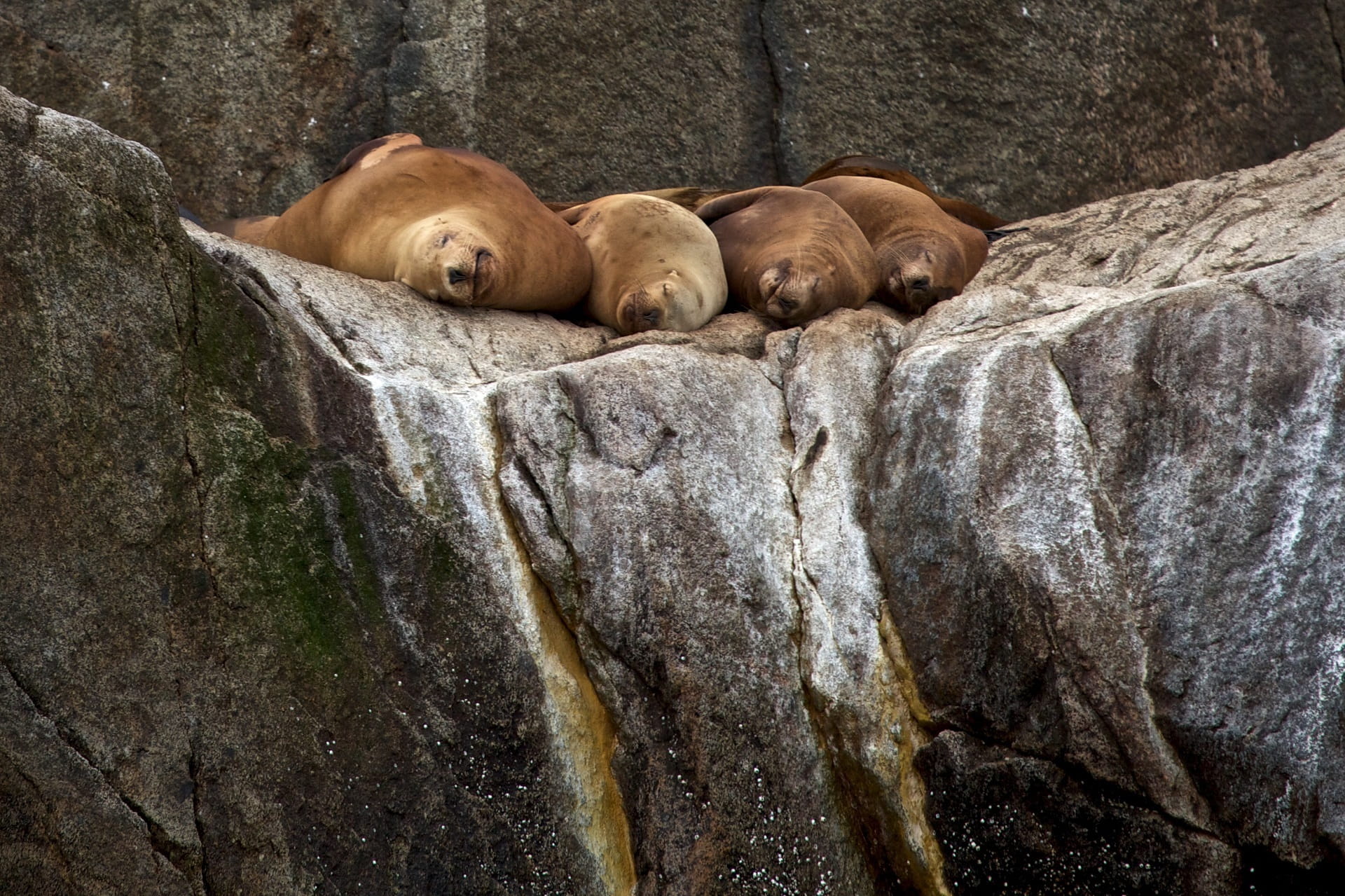 Sea Lions, Rocks, animal, alaska, mammal, water, Stellar, solid, stellar sea lions, no people, wildlife, rock - object, rock formation, animal themes, sleeping, HD Wallpaper