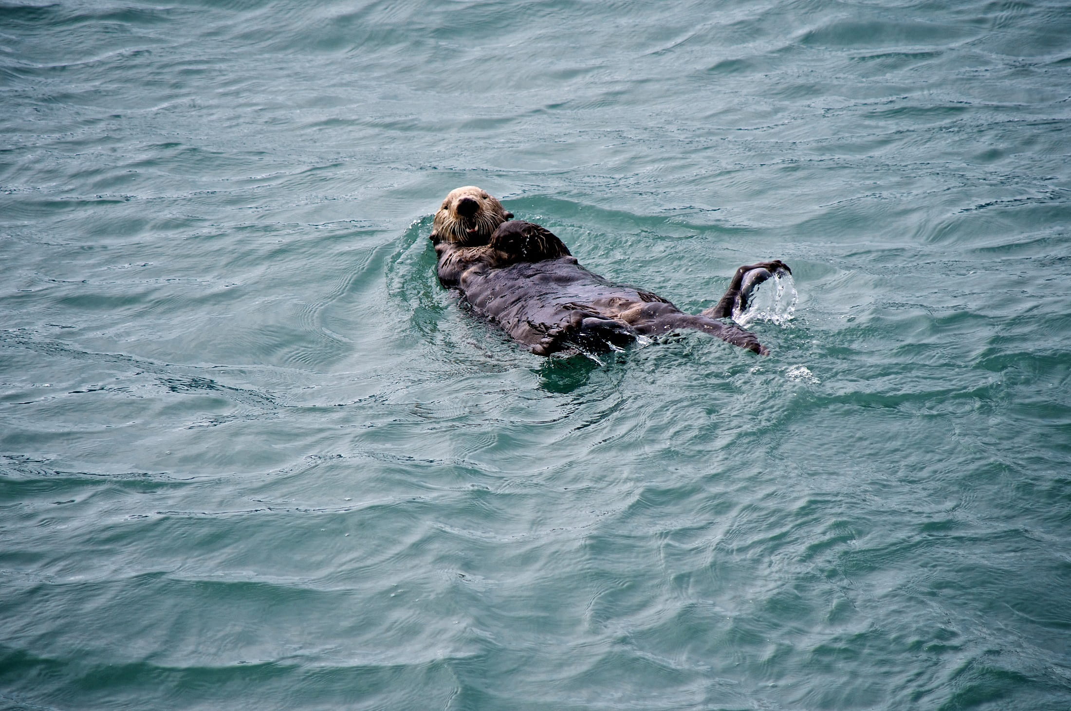 fur, aquatic, cute, usa, one animal, Swimming, Sea Otter, vertebrate, waterfront, outdoors, mammal, sea, portrait, marine, no people, high angle view, alaska, HD Wallpaper