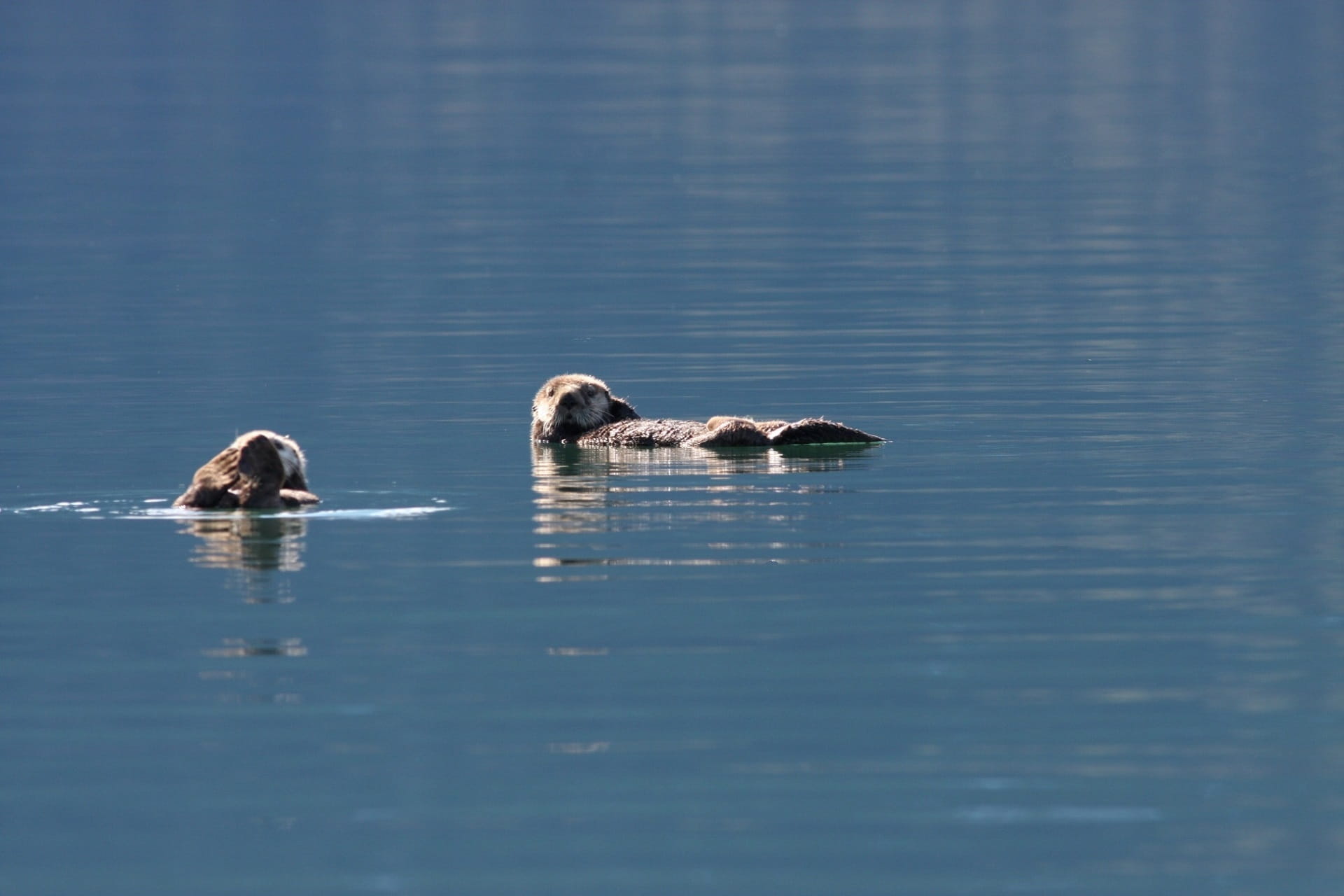 blue, one animal, animal head, waterfront, vertebrate, cute, sea, mammal, no people, reflection, fur, two animals, 1080P, portrait, Water, Sea Otters, HD Wallpaper
