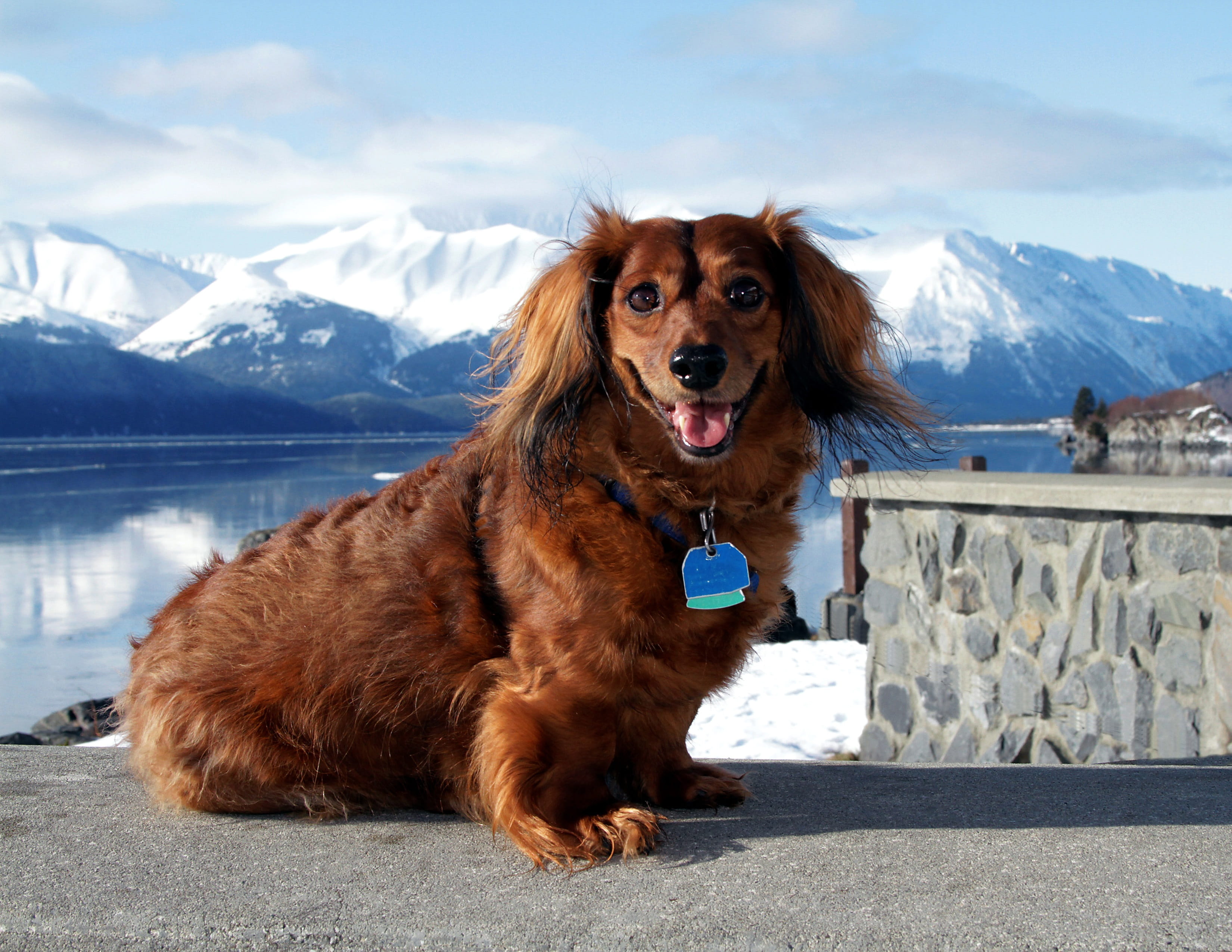 cold temperature, outdoors, canine, dachshund, small, king, scenics - nature, pets, one animal, animal, mountain range, animal themes, snowcapped mountain, HD Wallpaper