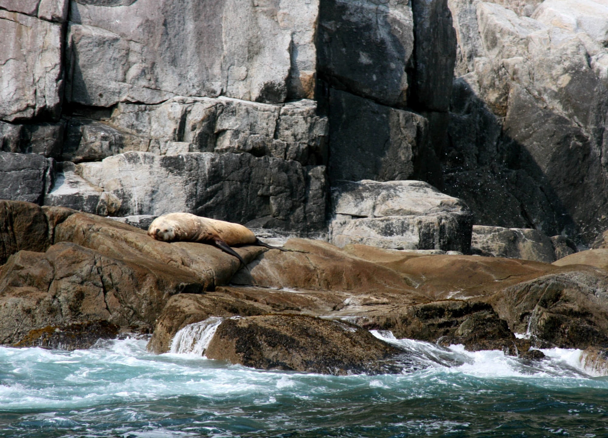 alaska, peaceful, waterfront, wildlife, geology, flowing, splashing, rock - object, Rocks, coast, scenics - nature, animals in the wild, resting, kenai fjords national park, HD Wallpaper