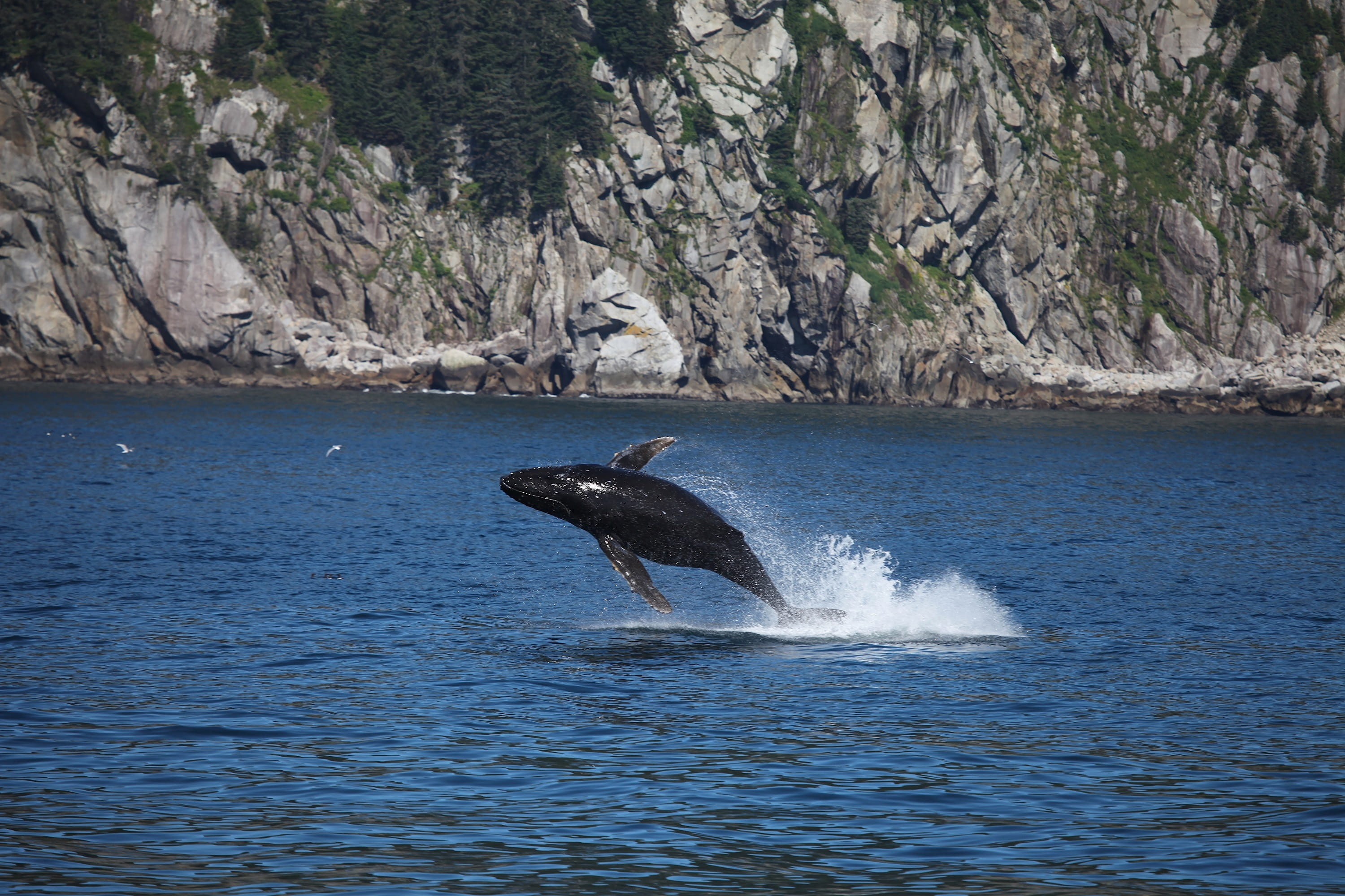 ocean, spray, mammal, sea, one animal, breaching, animal, animal wildlife, animal themes, 2K, humpback whale, tail fin, nature, jumping, underwater, aquatic mammal, HD Wallpaper