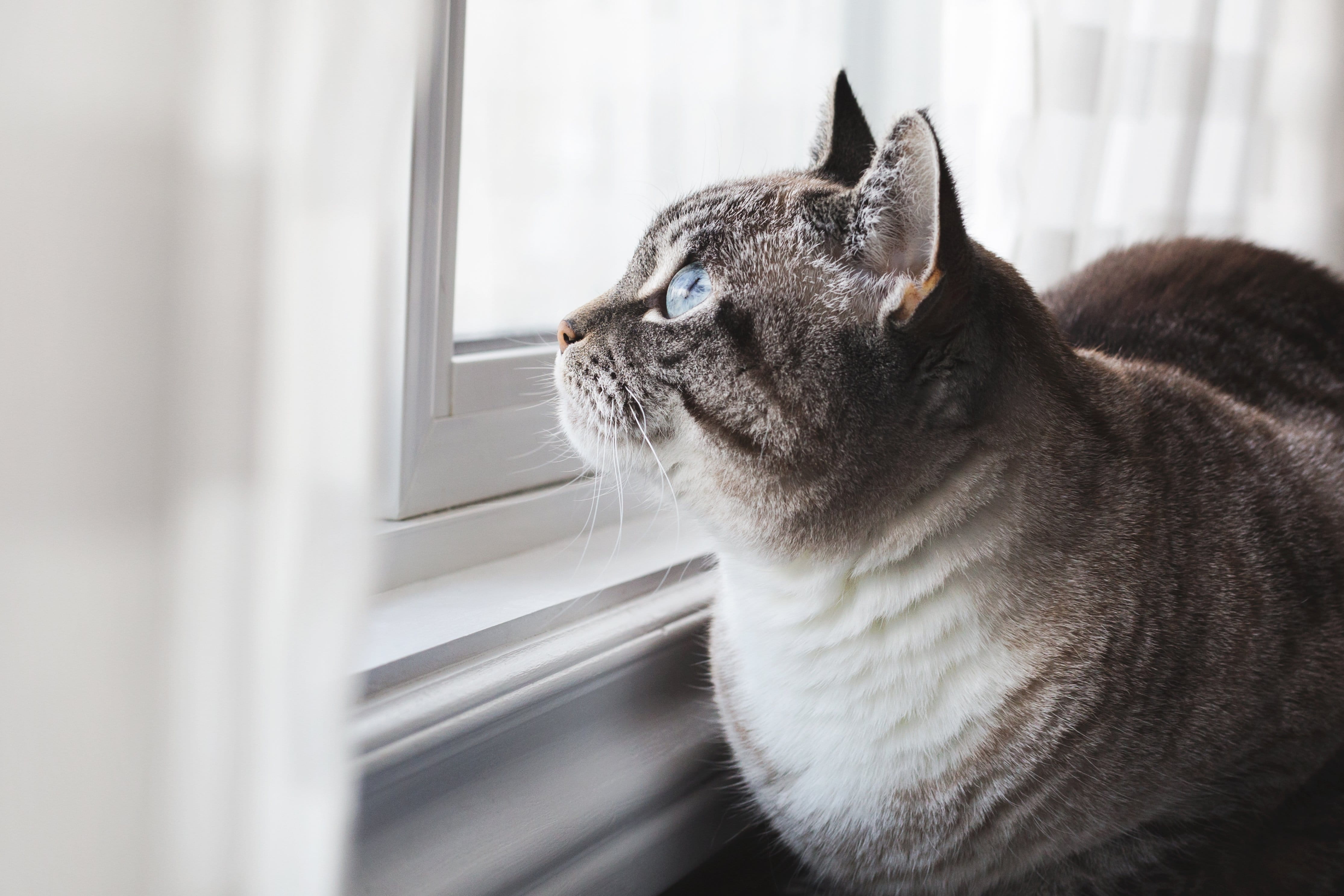 no people, animal body part, animal head, close-up, animal themes, small, Eyes, Cats, blue, photo, whisker, vertebrate, Window, domestic cat, Pets, Animals, HD Wallpaper