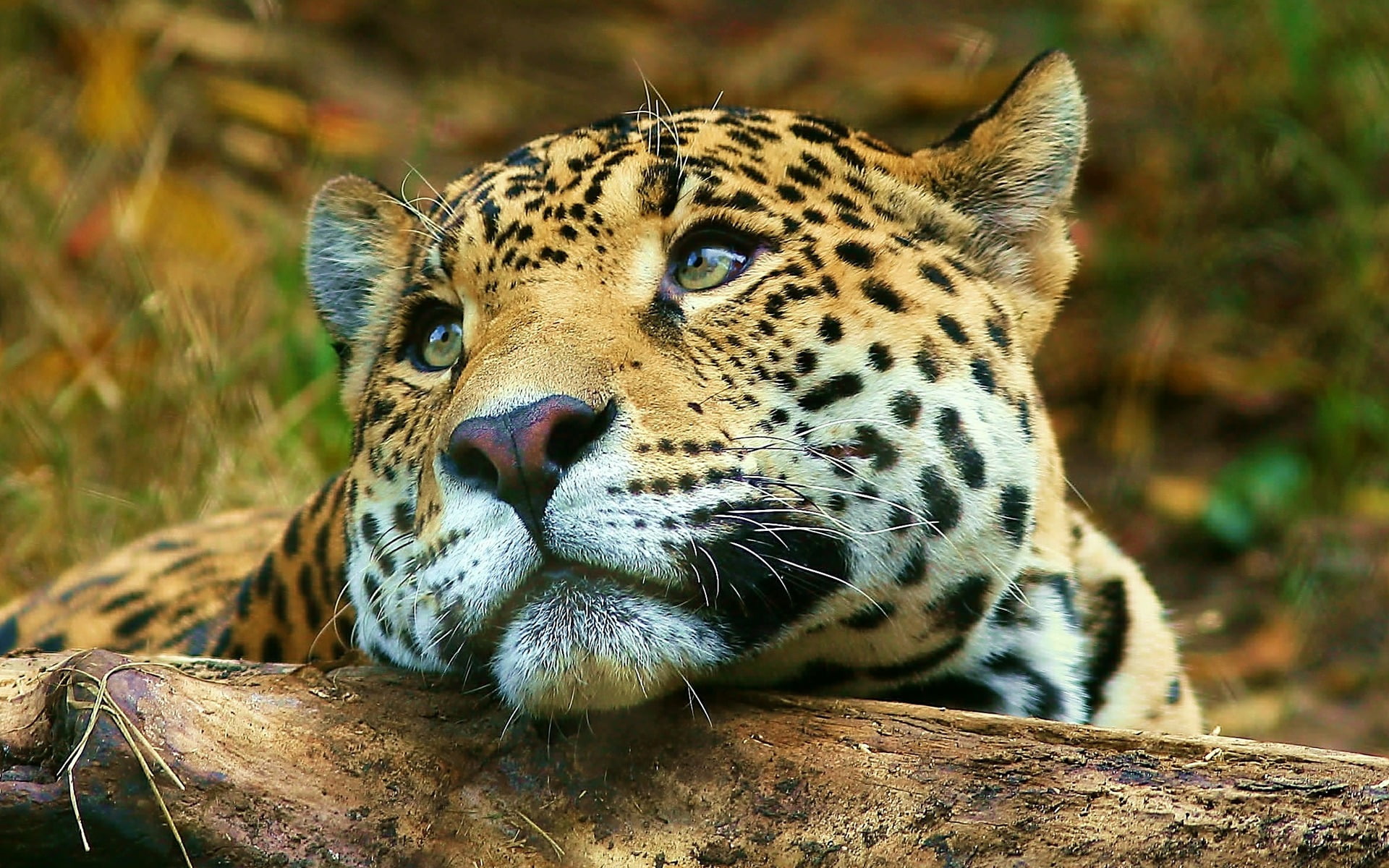 carnivora, nature, whisker, animal markings, animal head, cat, animal themes, 1080P, focus on foreground, animal wildlife, animals in the wild, vertebrate, HD Wallpaper