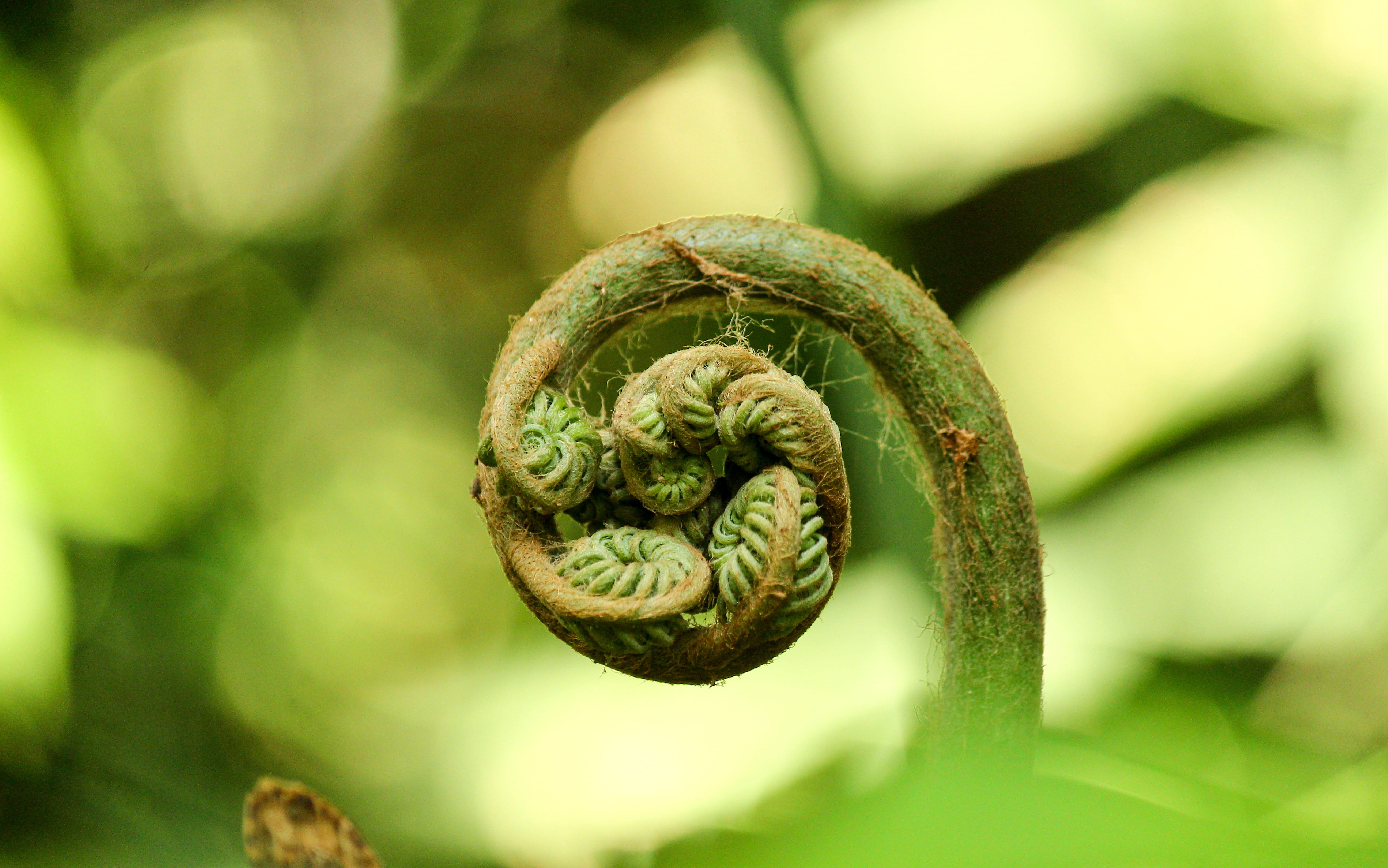 close-up, daydreaming, global, environmental, 5K, animal wildlife, animal, growth, grass, green, curled up, natural, photography, outdoors, focus, food, HD Wallpaper