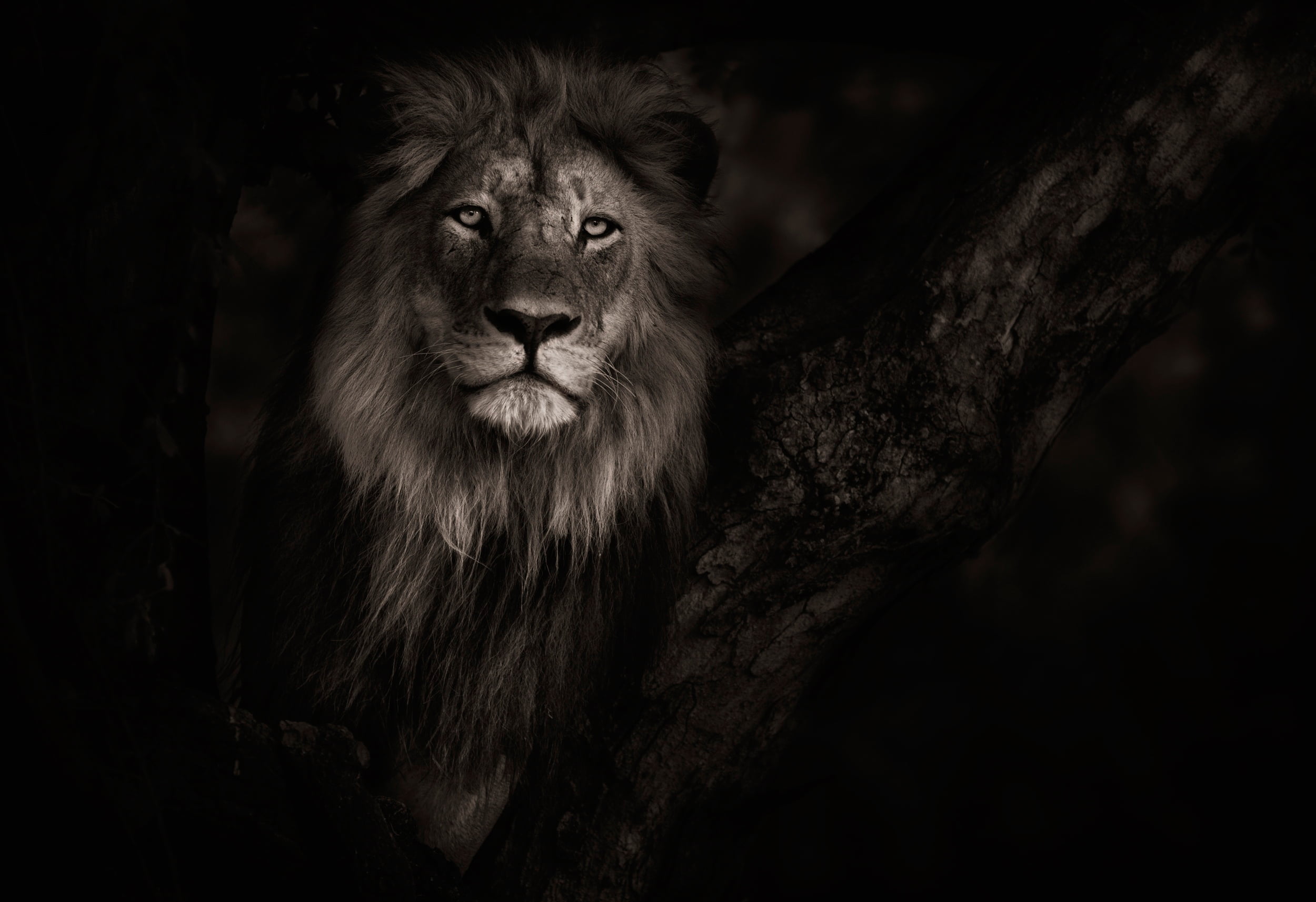 no people, wildlife, cat, paitning, looking, animal, 1080P, one animal, animal themes, animal head, portrait, vertebrate, animals in the wild, black background, HD Wallpaper