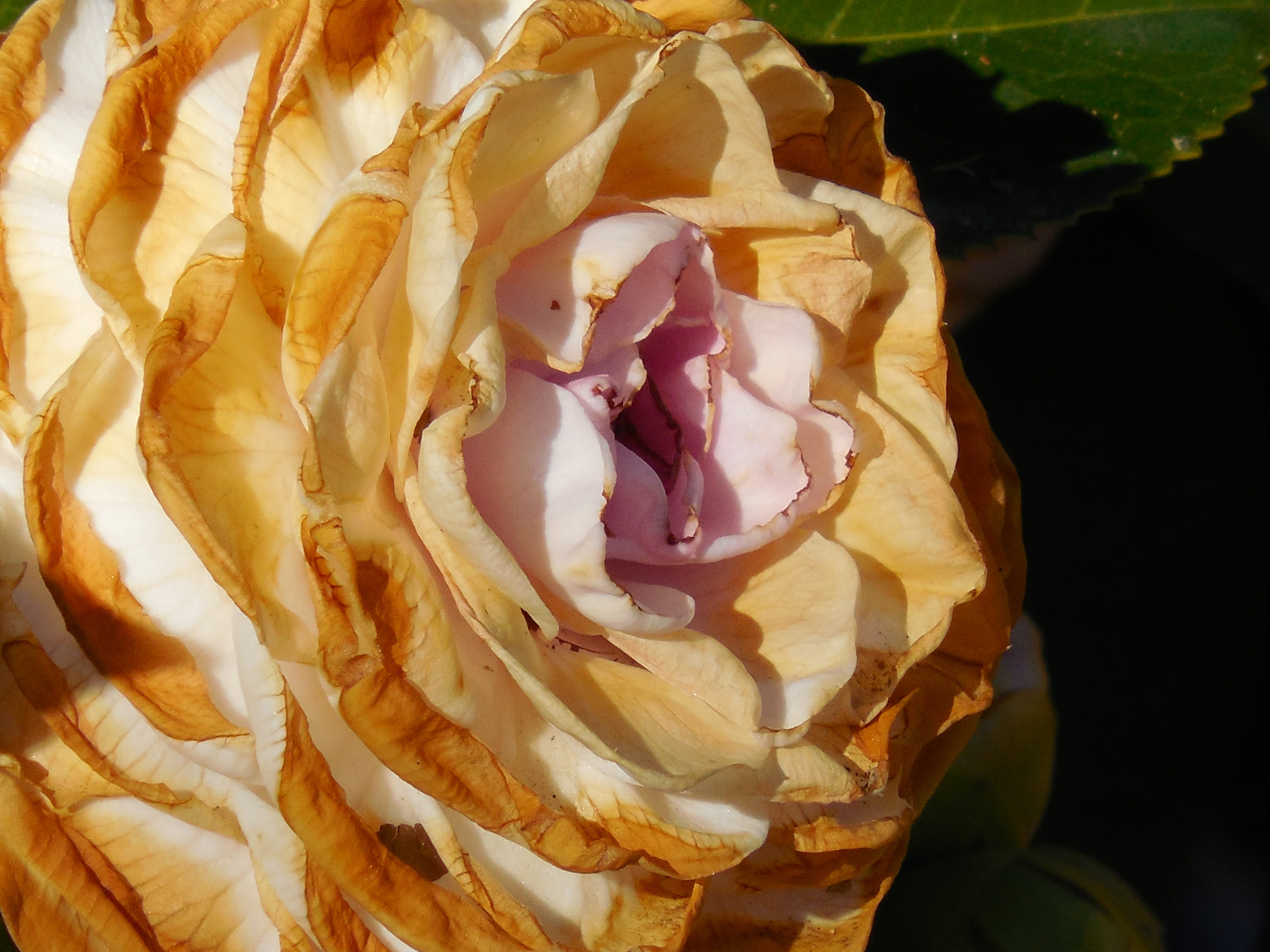 bloom, fragility, day, outdoor, flowering plant, winter, camellia, colorful, full frame, seasonal, vulnerability, vibrant, beauty in nature, frostbite, HD Wallpaper