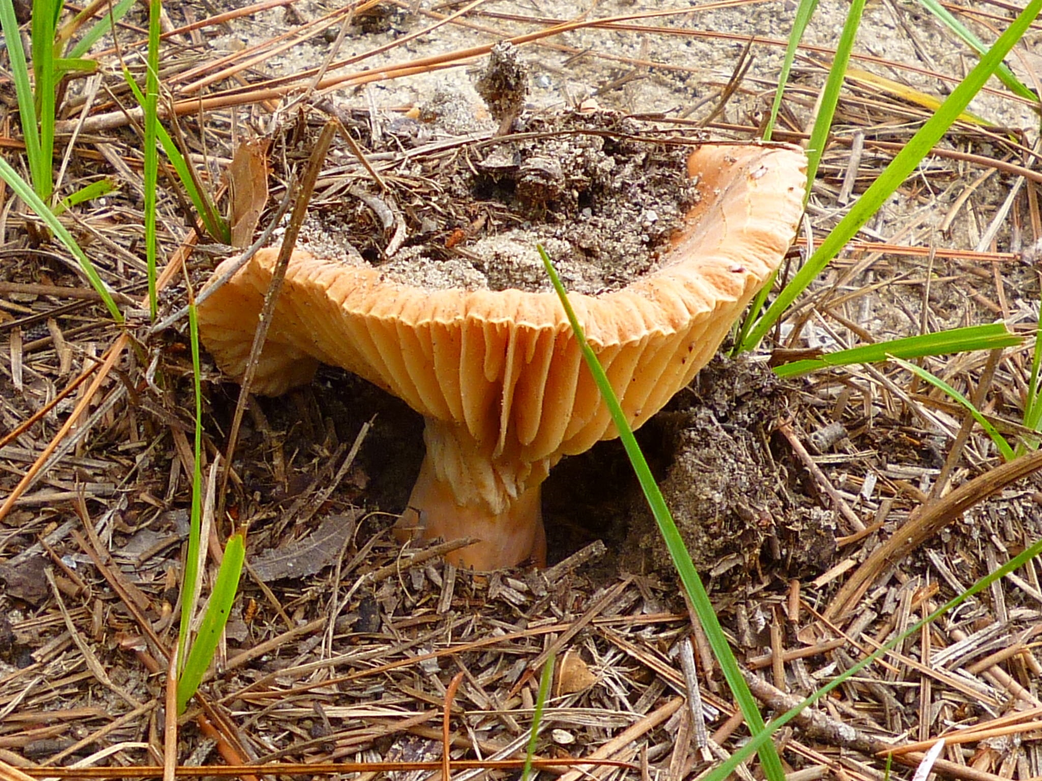 close-up, orange color, fungus, field, outdoors, day, freshness, grass, pattern, colorful, mushroom, toadstool, beauty in nature, plant, food, 1080P, no people, HD Wallpaper
