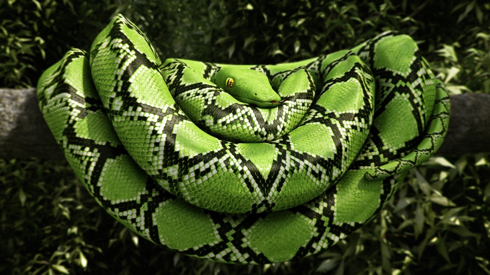 no people, animal themes, 1080P, Constrictor, beauty in nature, close-up, reptile, growth, focus on foreground, plant part, animals in the wild, Boa, vegetable, HD Wallpaper