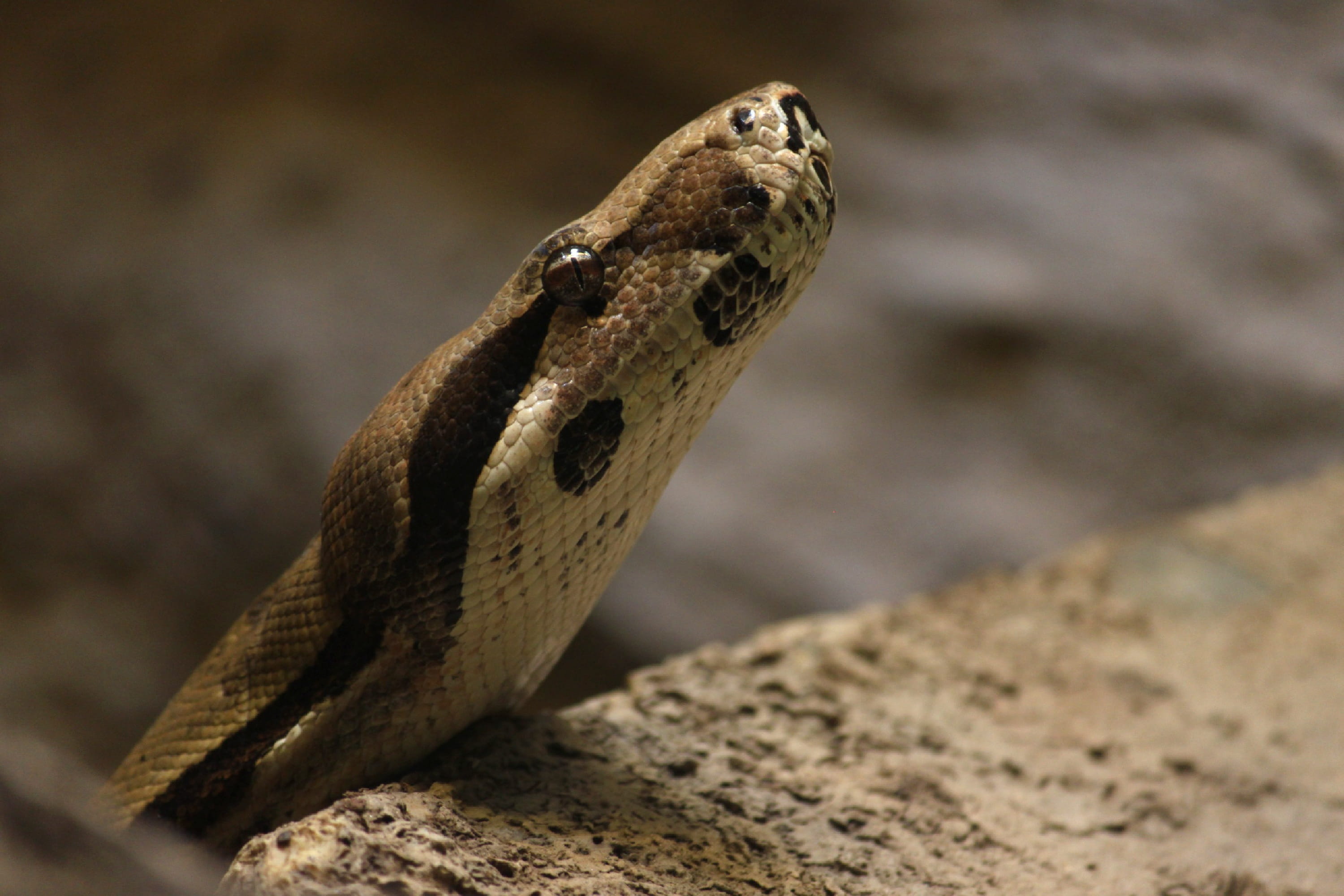 one animal, snake, exotic, animal head, reptile, animal scale, nature, poisonous, vertebrate, animal wildlife, head, no people, close-up, snakehead, solid, HD Wallpaper