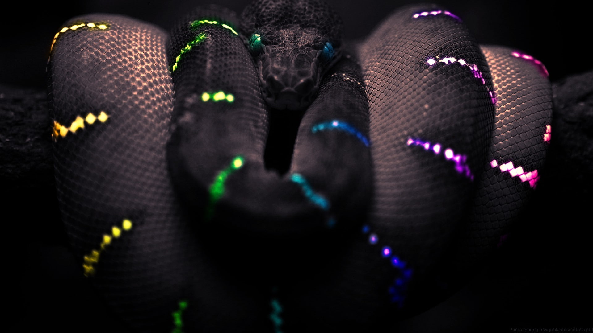 1080P, Selective Coloring, Boa Constrictor, black, snake, HD Wallpaper