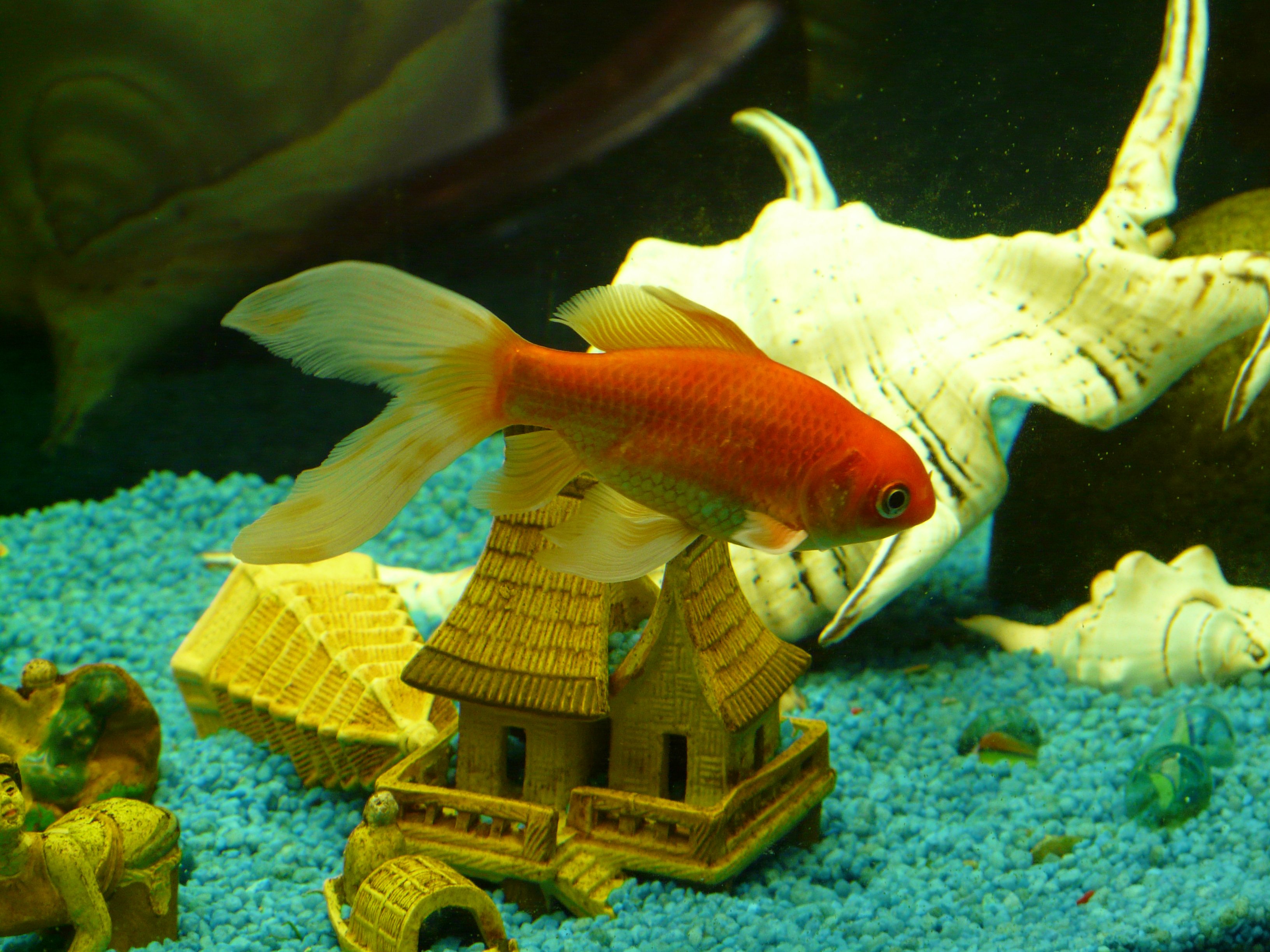 red, freshwater fish, indoors, karpfenfisch, animals in captivity, tank, water, transparent, swim, yellow, underwater, animals in the wild, veiltail, swimming, HD Wallpaper