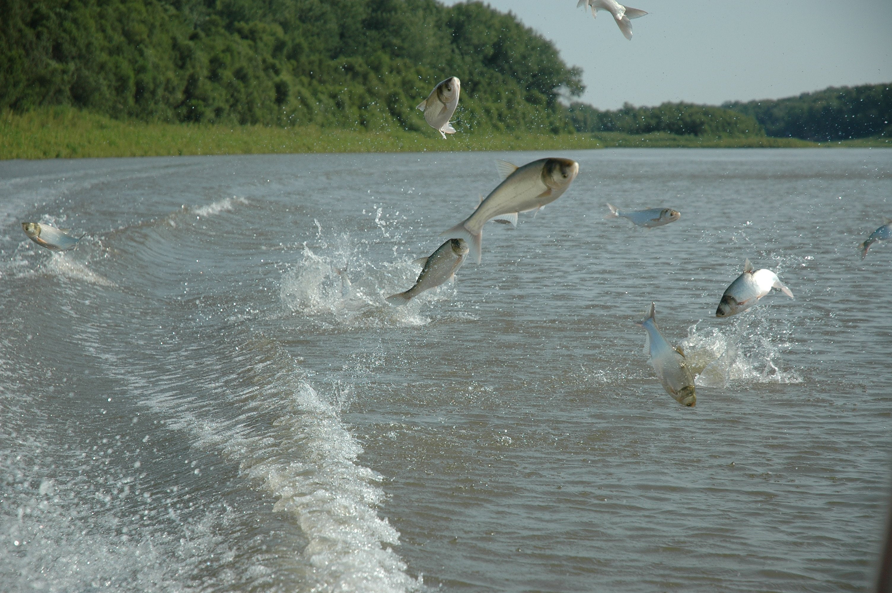fish, cyprinidae, 2K, carp, HD Wallpaper