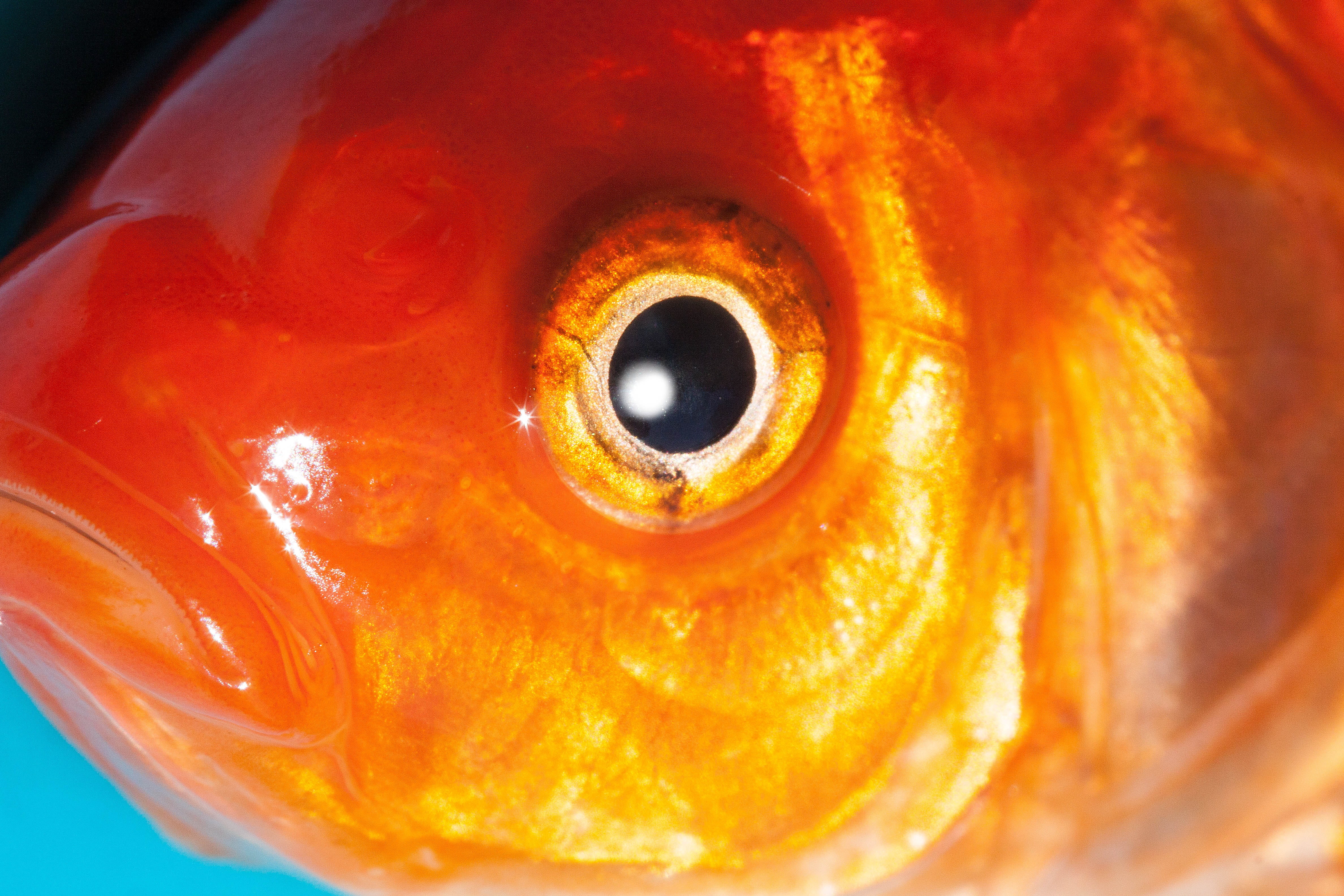 orange color, gold, circle, iris - eye, marine, vertebrate, animal themes, macro, food and drink, eyesight, Eye, eyeball, animal, orange, no people, 4K, HD Wallpaper