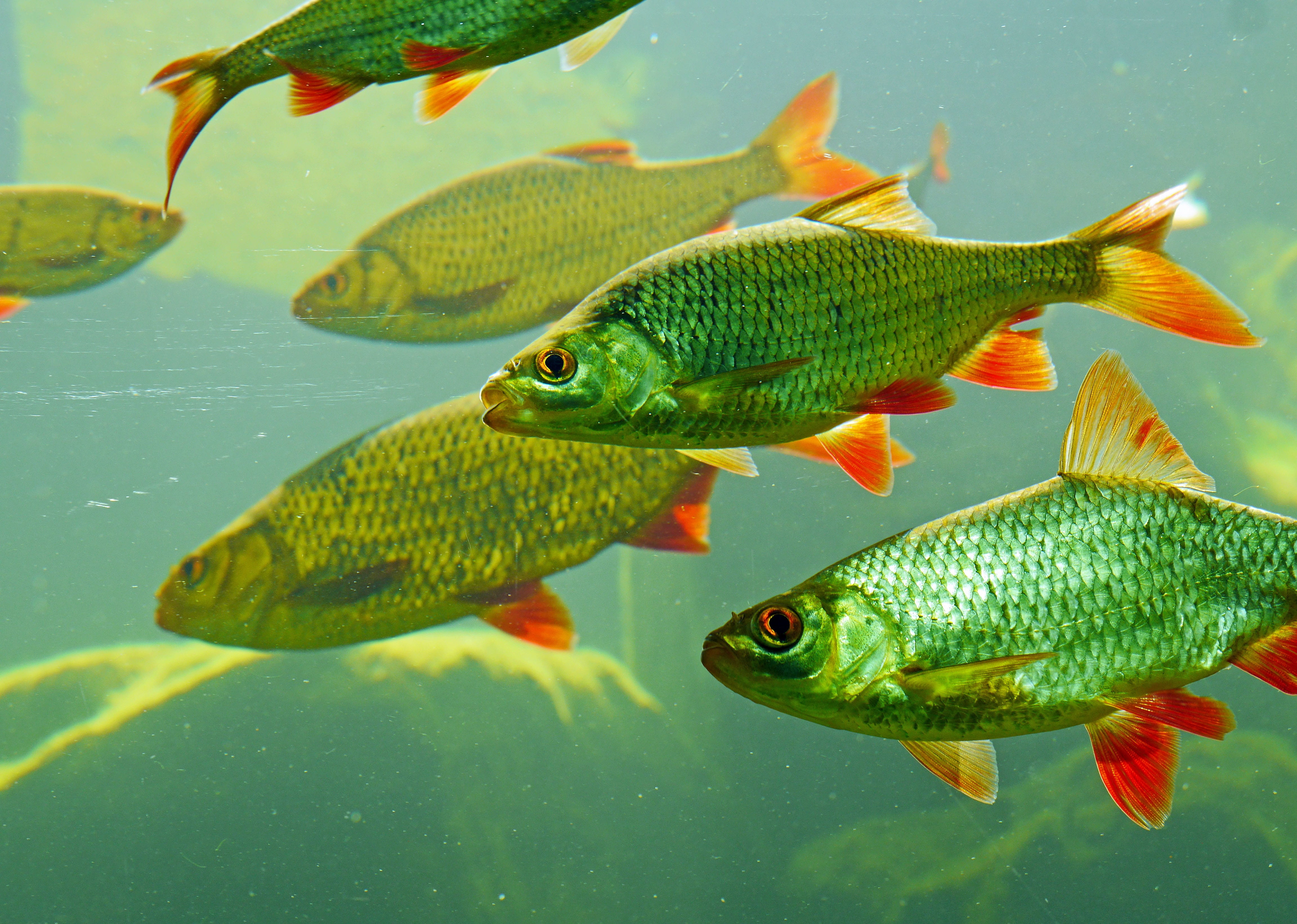 animal wildlife, nature, outdoors, karpfenfisch, swimming, large aquarium, school of fish, marine, water, large group of animals, vertebrate, close-up, HD Wallpaper