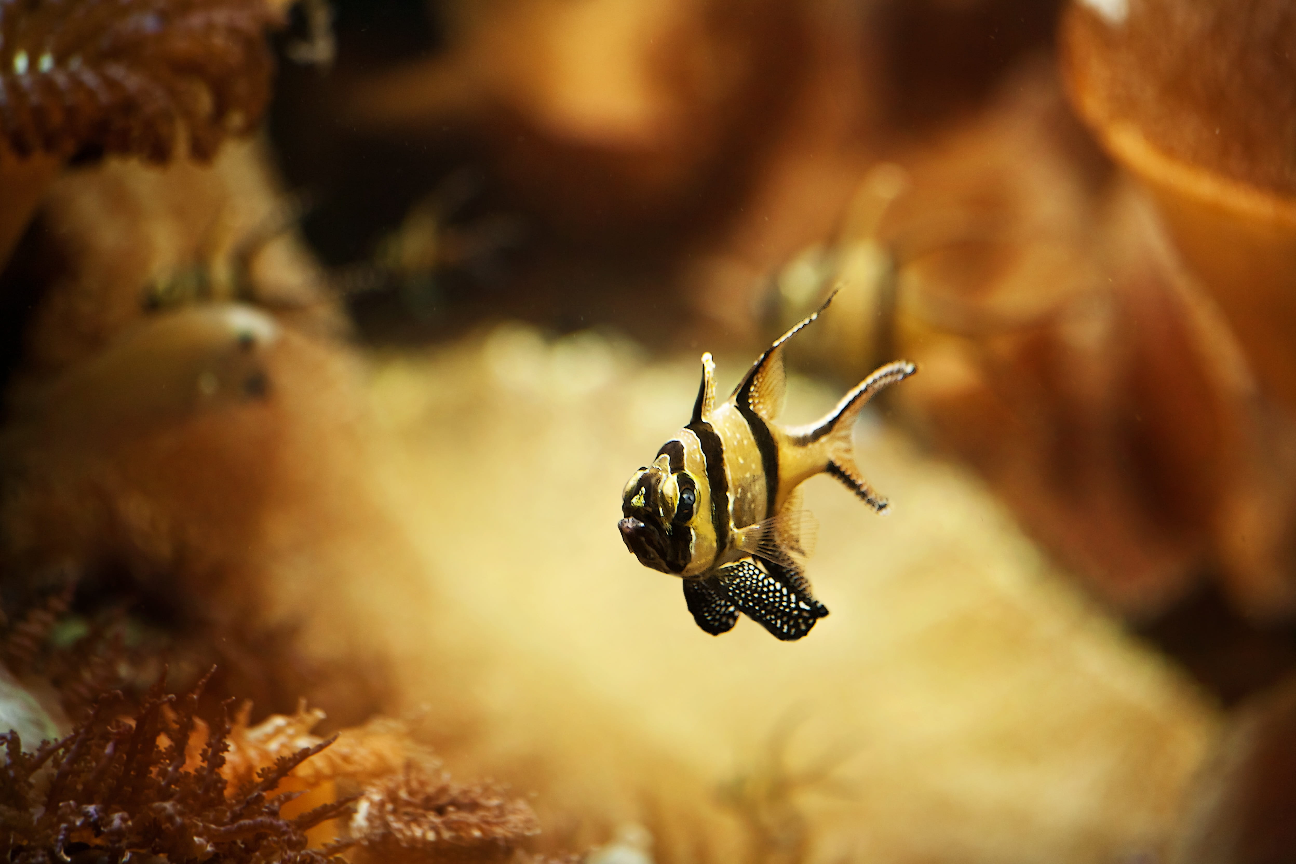 aquarium, outdoors, black, underwater, mid-air, karpfenfisch, sea, animal themes, no people, fish, small, nature, insect, marine, invertebrate, photography, HD Wallpaper