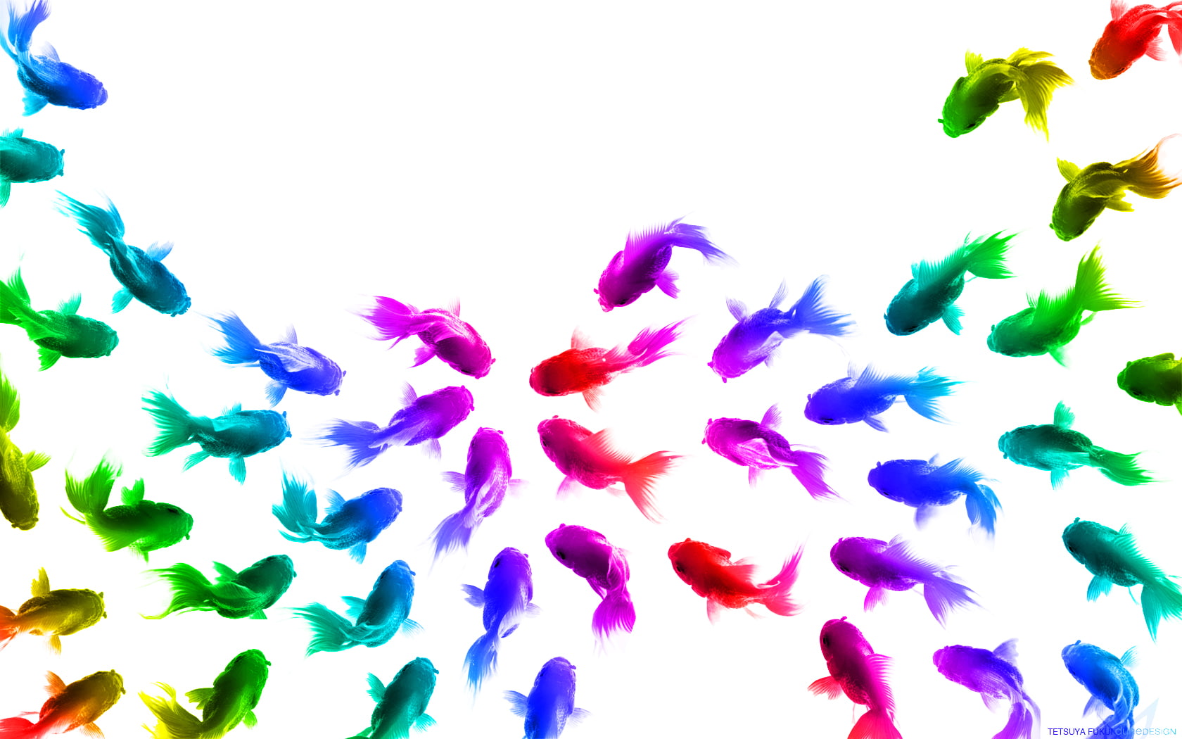 white, 720P, colorful, fish, digital/artwork, goldfish, hd, HD Wallpaper