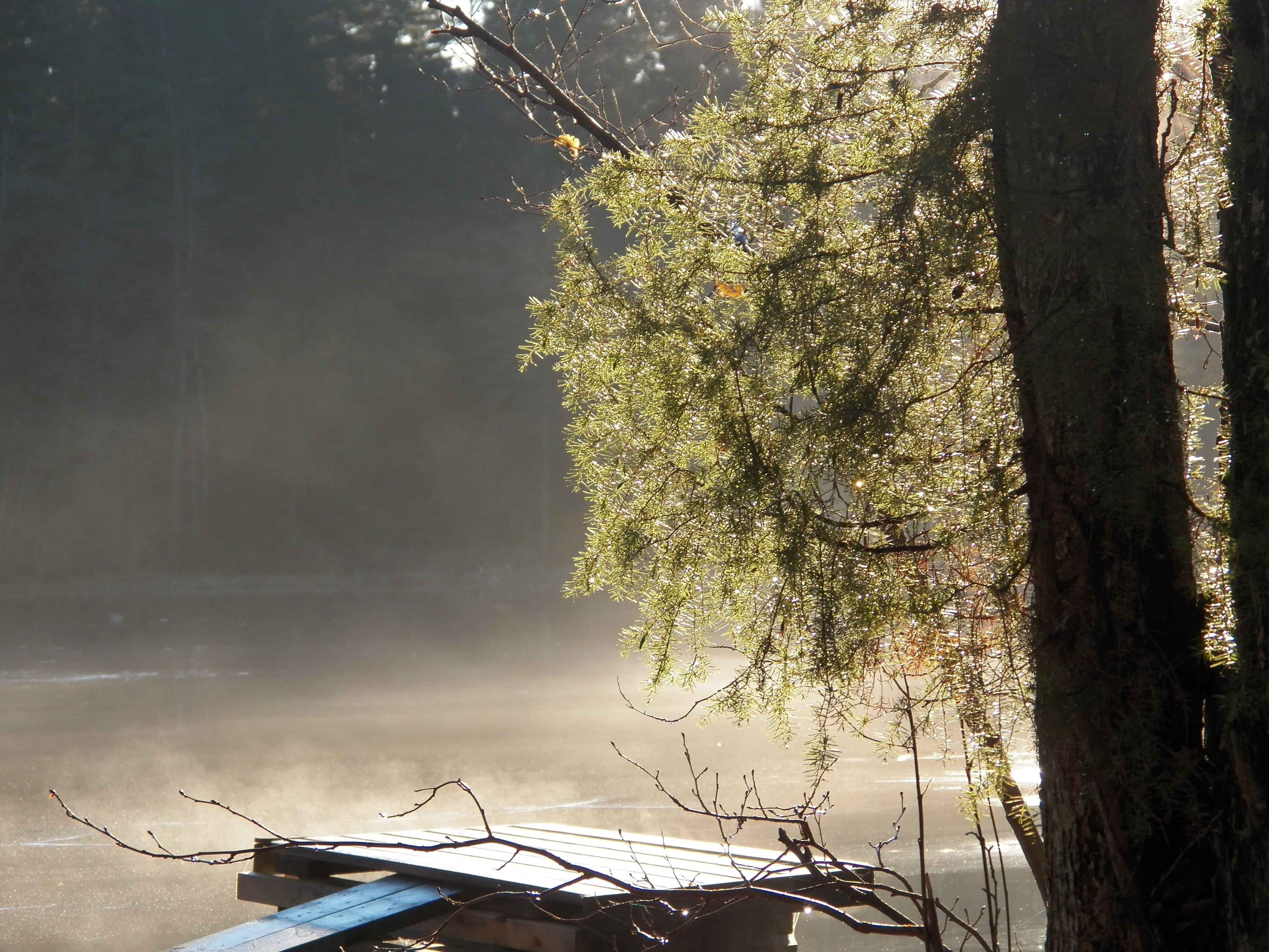 day, nature, non-urban scene, growth, tree trunk, tranquility, Bro, no people, beauty in nature, Mist, lugna, water, vatten, tranquil scene, sunlight, outdoors, HD Wallpaper