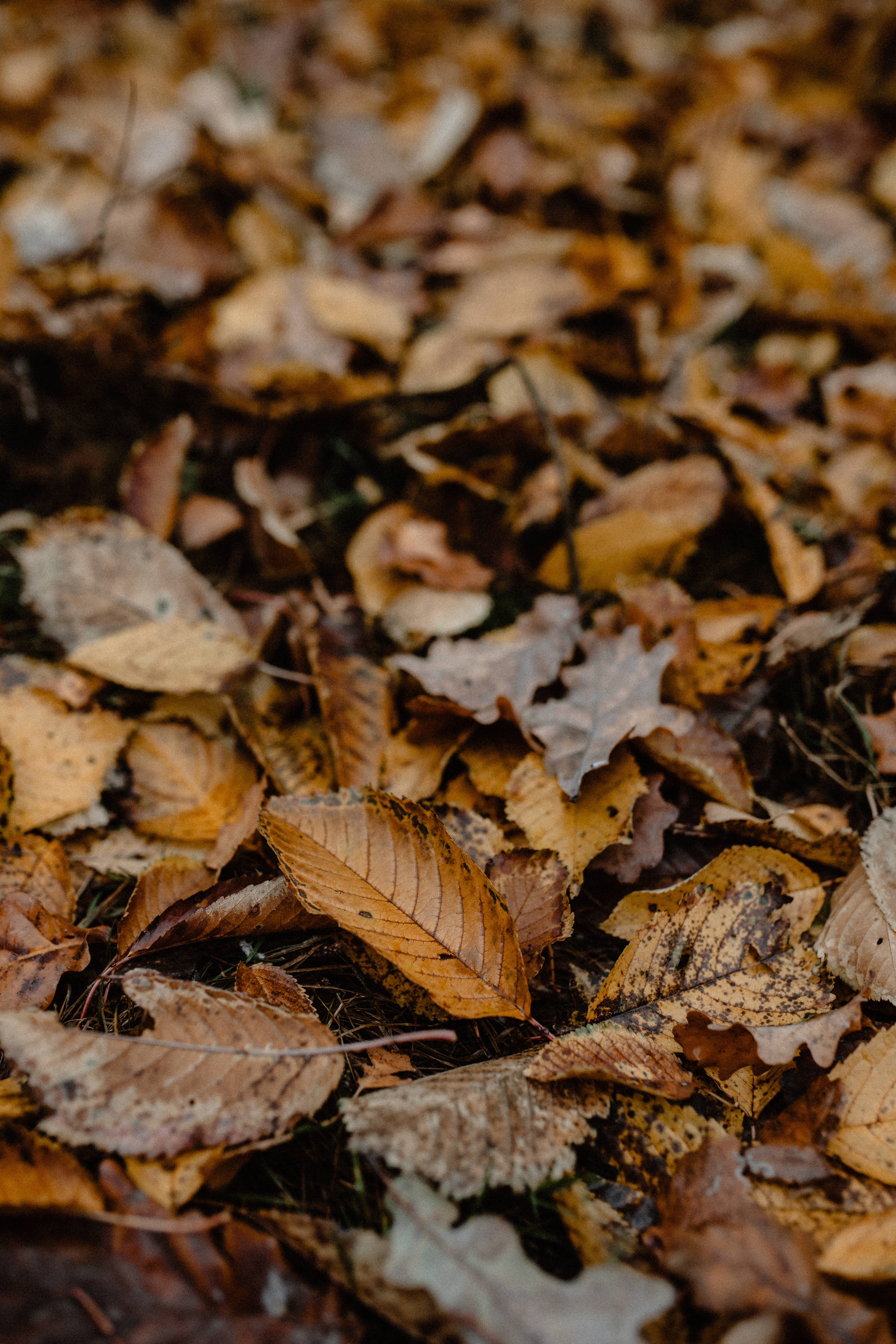 tree, dry, selective focus, backgrounds, abundance, november, forest, day, full frame, fall, falling, natural condition, large group of objects, no people, Phone HD Wallpaper