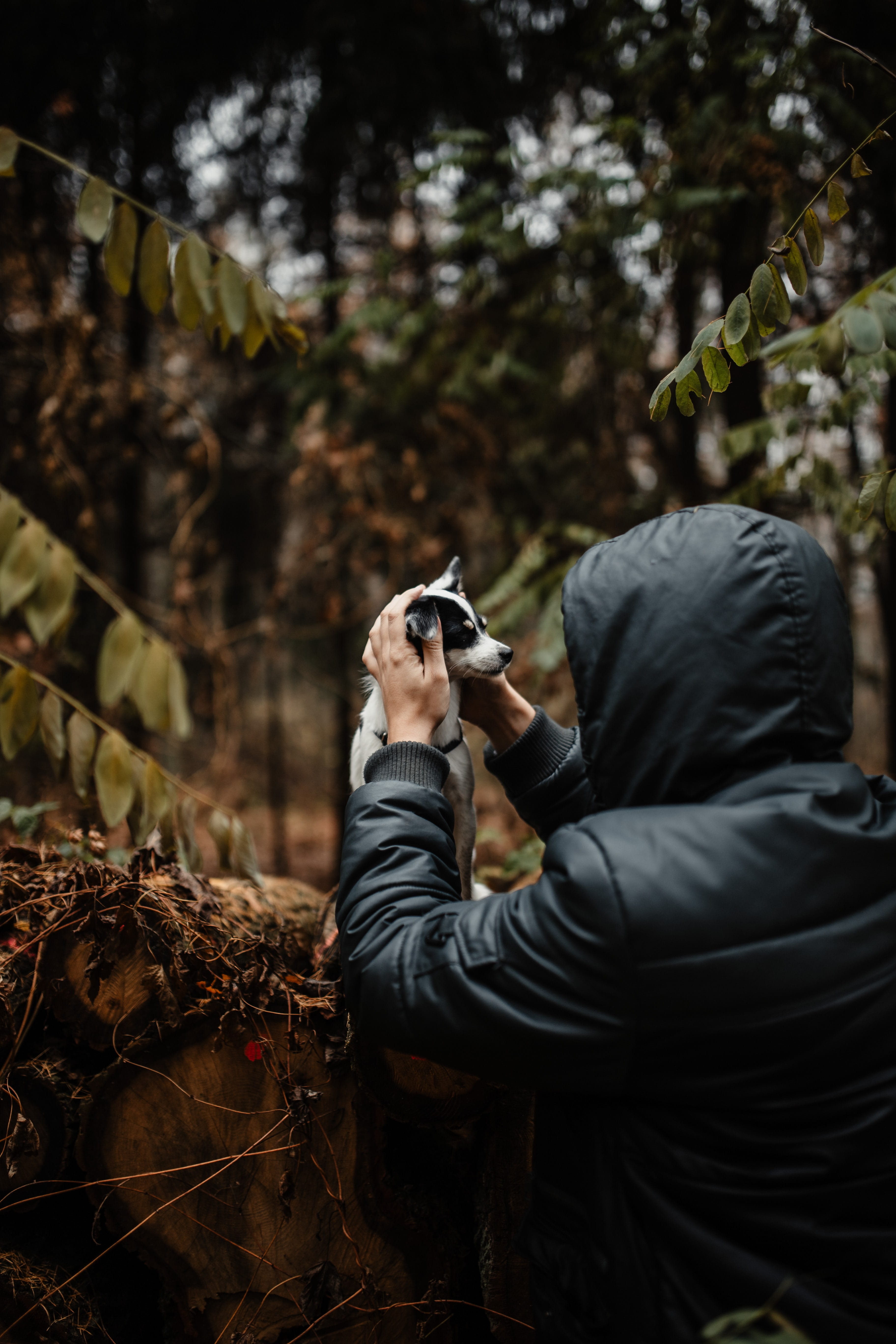 land, plant, activity, leisure activity, walk, woods, forest, one person, real people, fall, day, weather, foggy, tree, autumn, photography themes, 5K, Phone HD Wallpaper