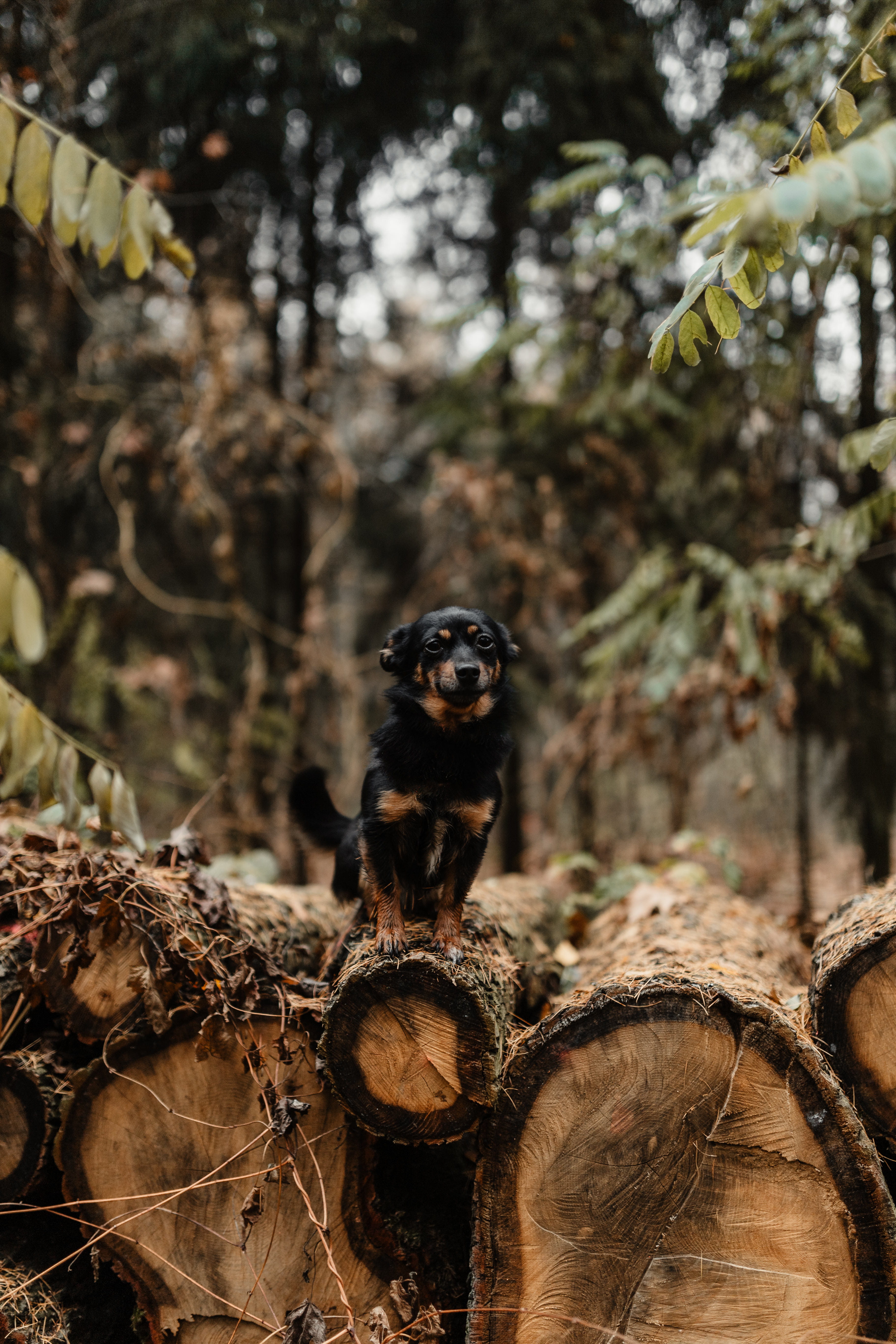 one animal, woods, log, walk, tree, autumn, outdoors, 5K, bark, day, plant, no people, november, forest, weather, fall, branch, animals in the wild, field, Phone HD Wallpaper