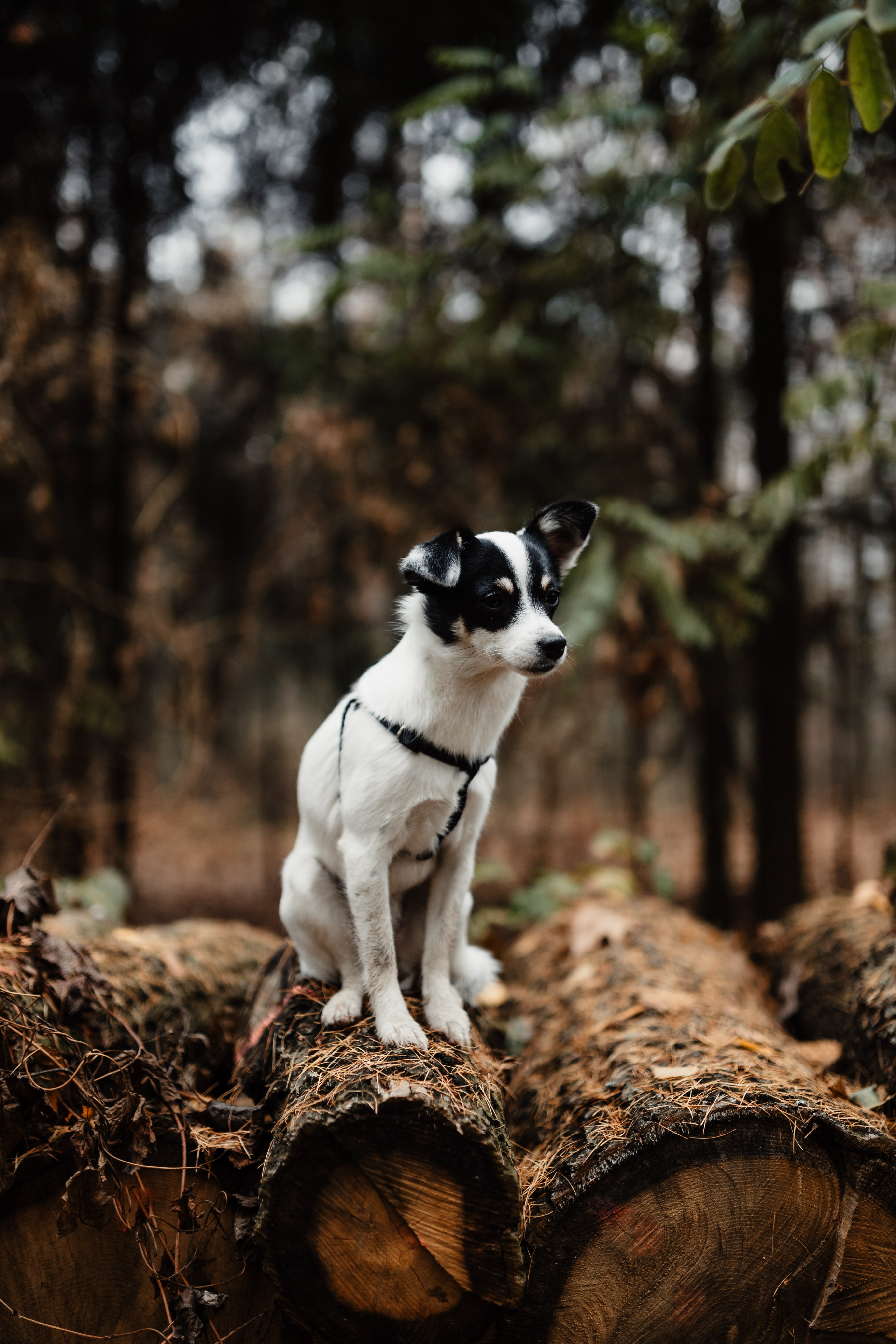 animal themes, autumn, plant, november, mammal, 5K, fog, one animal, no people, weather, woods, animal, forest, fall, small, walk, land, tree, foggy, looking, Phone HD Wallpaper