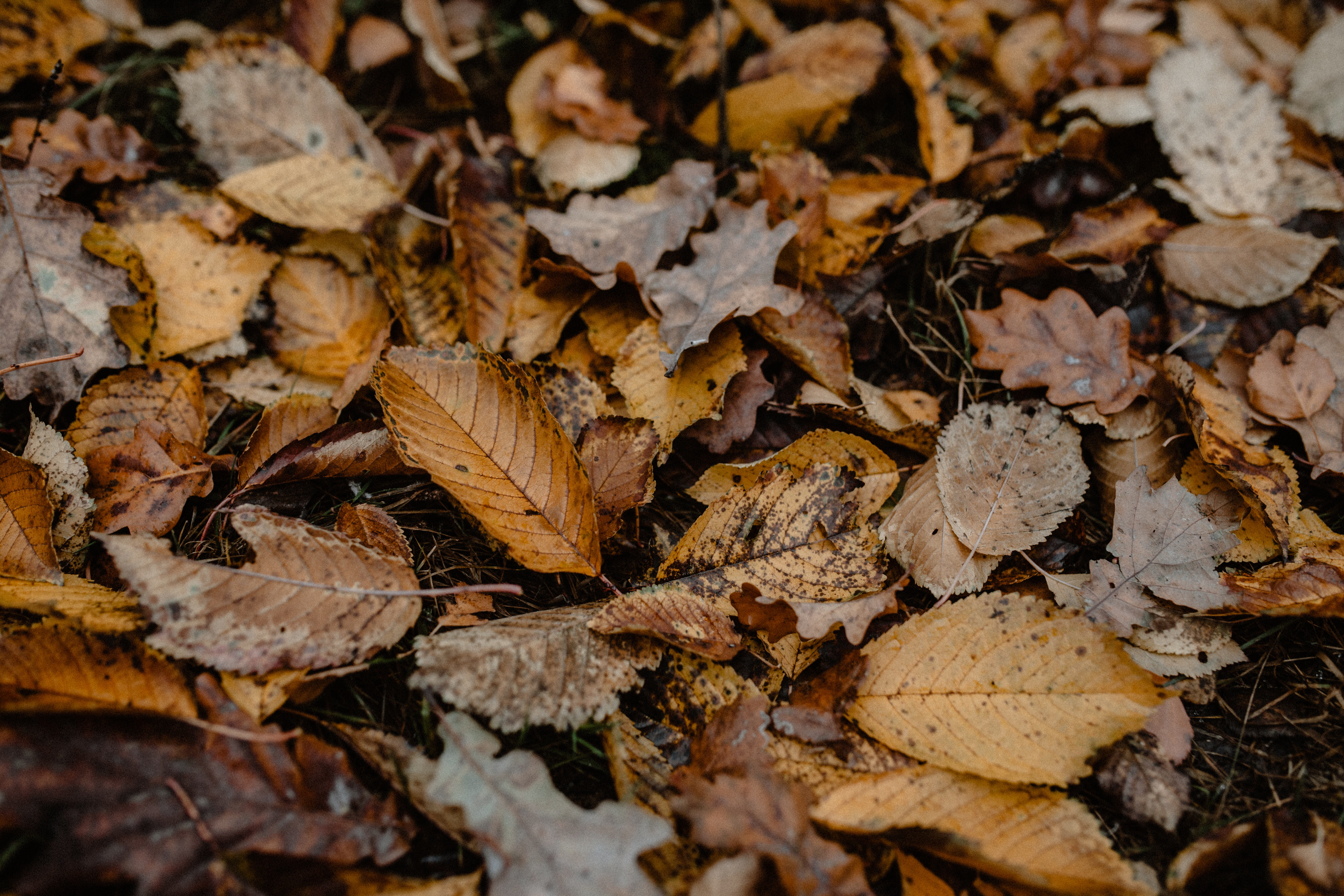 foggy, nature, dried, november, full frame, field, natural condition, forest, fall, leaf, change, walk, abundance, weather, plant part, woods, backgrounds, HD Wallpaper