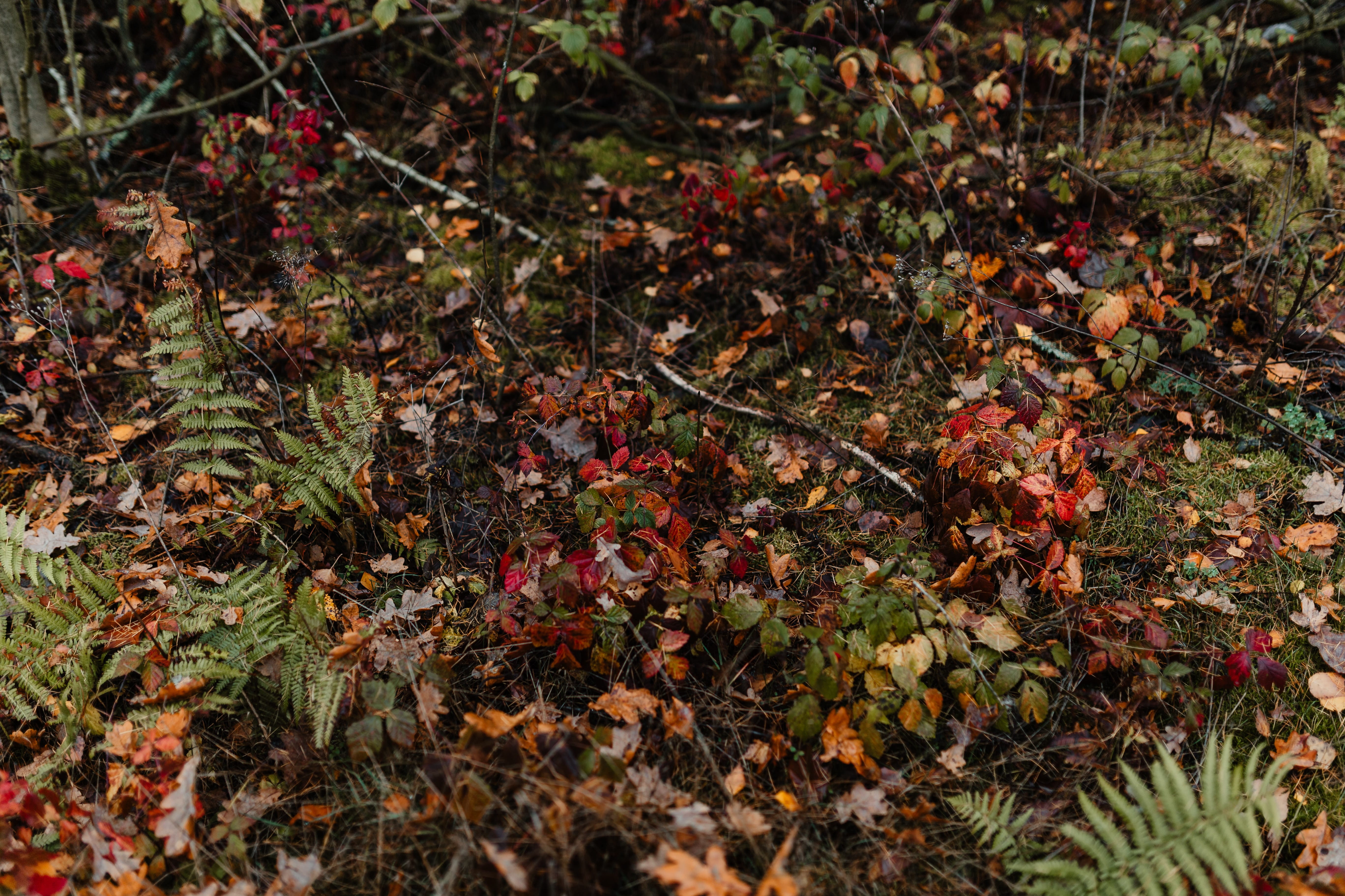 fall, walk, close-up, plant part, beauty in nature, no people, forest, weather, dry, fog, freshness, focus on foreground, foggy, growth, 5K, tree, field, HD Wallpaper