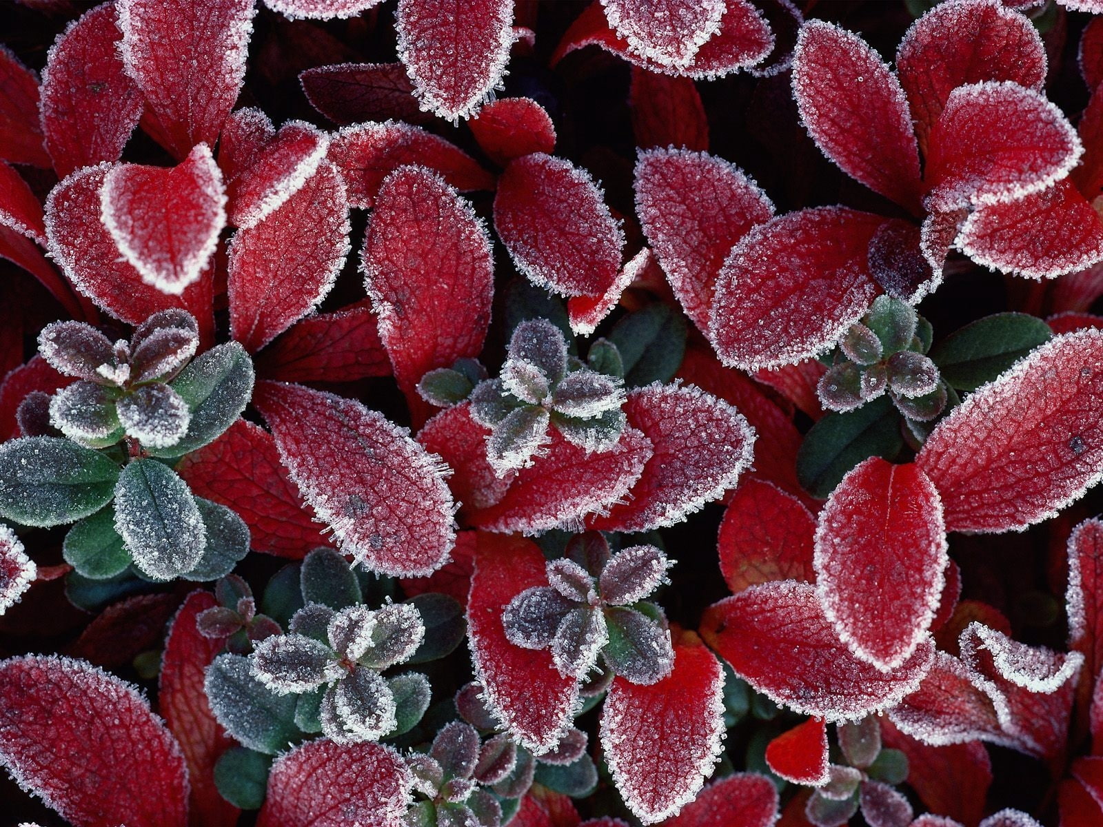 leaves, rime, plant, 720P, hoarfrost, HD Wallpaper