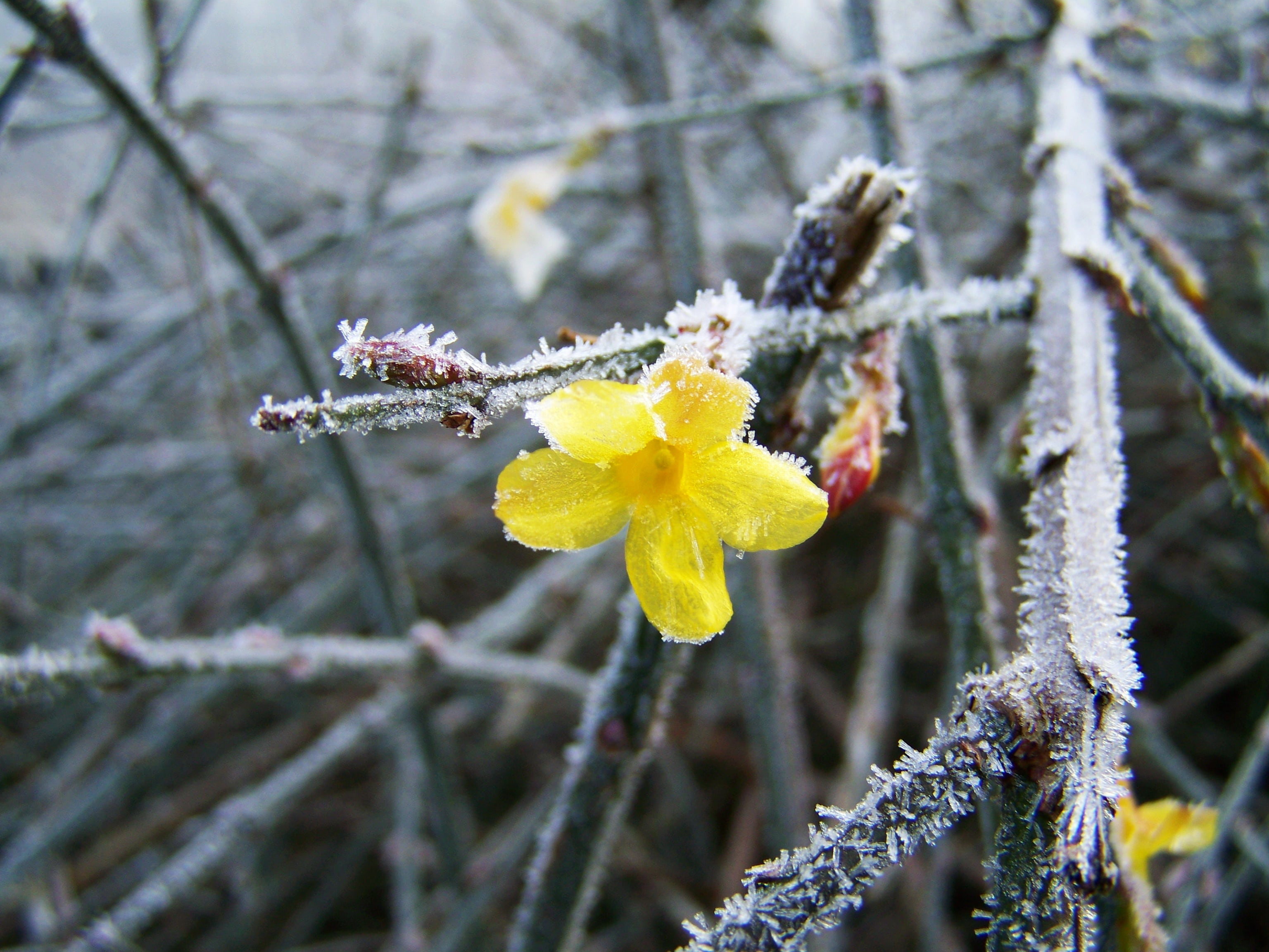 ice, springtime, snow, tree, plant, outdoors, fragility, cold temperature, winter, rime, flowering plant, jasmine, frost, nature, blooms at, cold, focus on foreground, HD Wallpaper