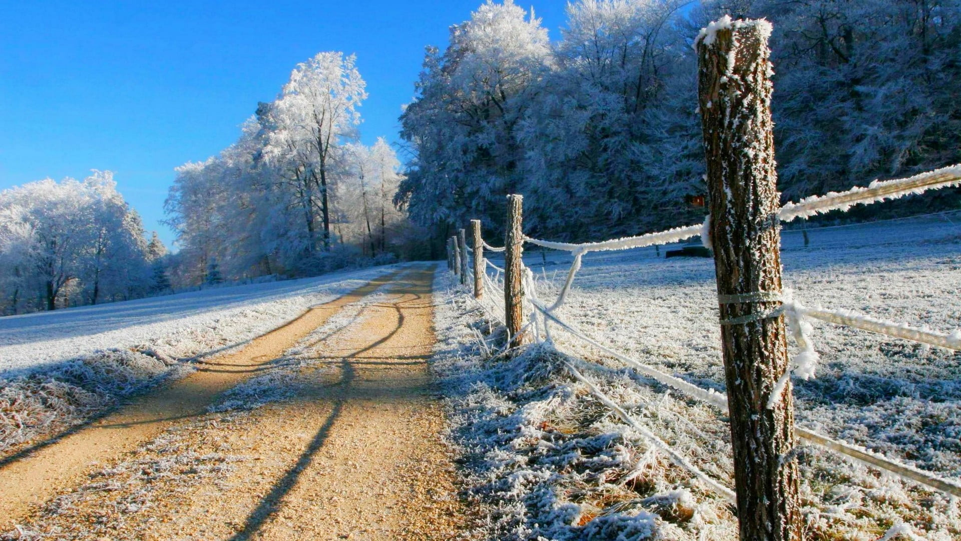 frozen, beauty in nature, freezing, winter, sunlight, hoarfrost, rime, tree, environment, nature, tranquility, 1080P, outdoors, the way forward, cold temperature, HD Wallpaper