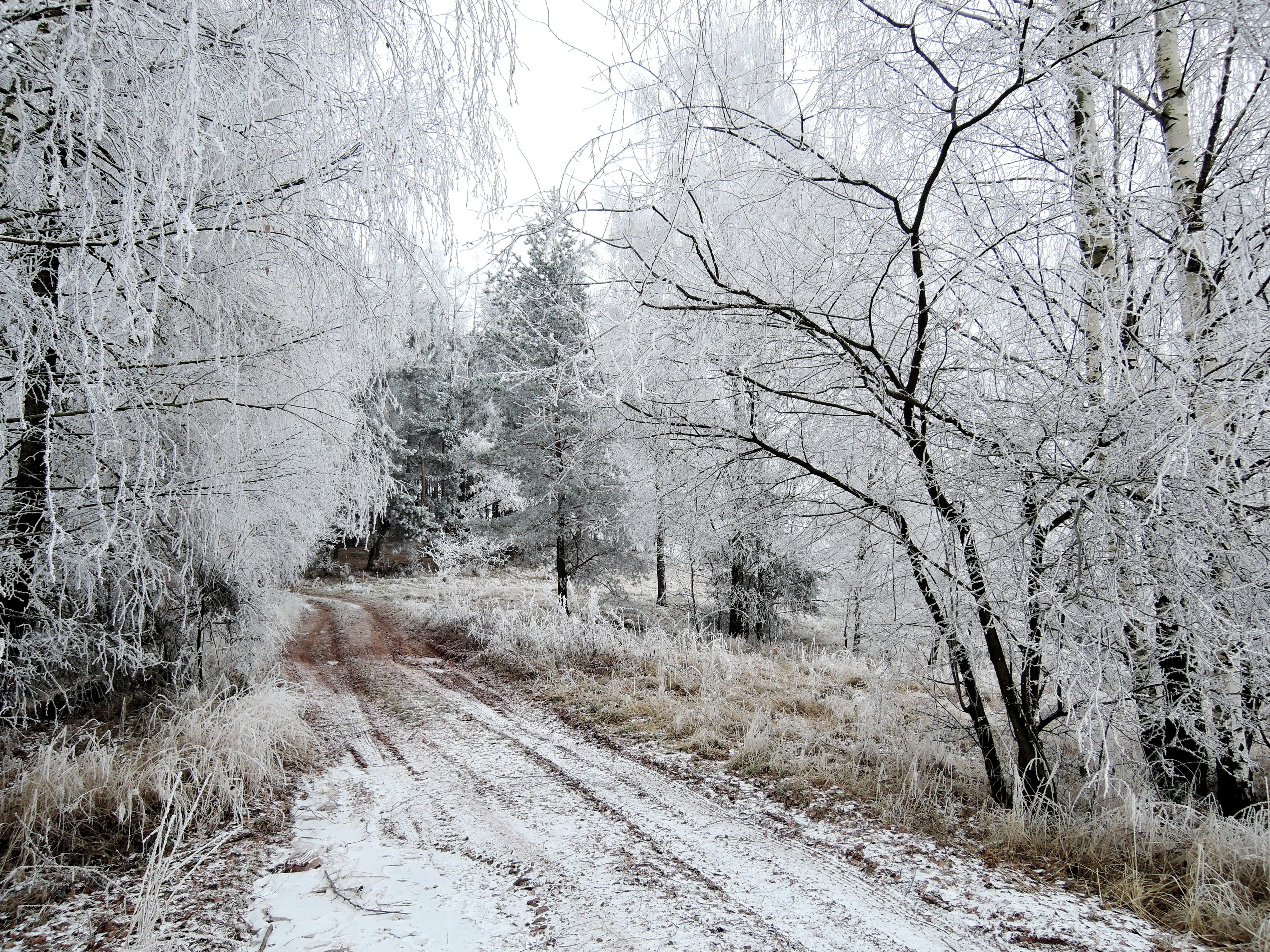 transportation, land, road, cold temperature, tree, walk, non-urban scene, bush, outdoors, branches, Winter, bare tree, nostalgia, no people, Rime, Landscape, HD Wallpaper