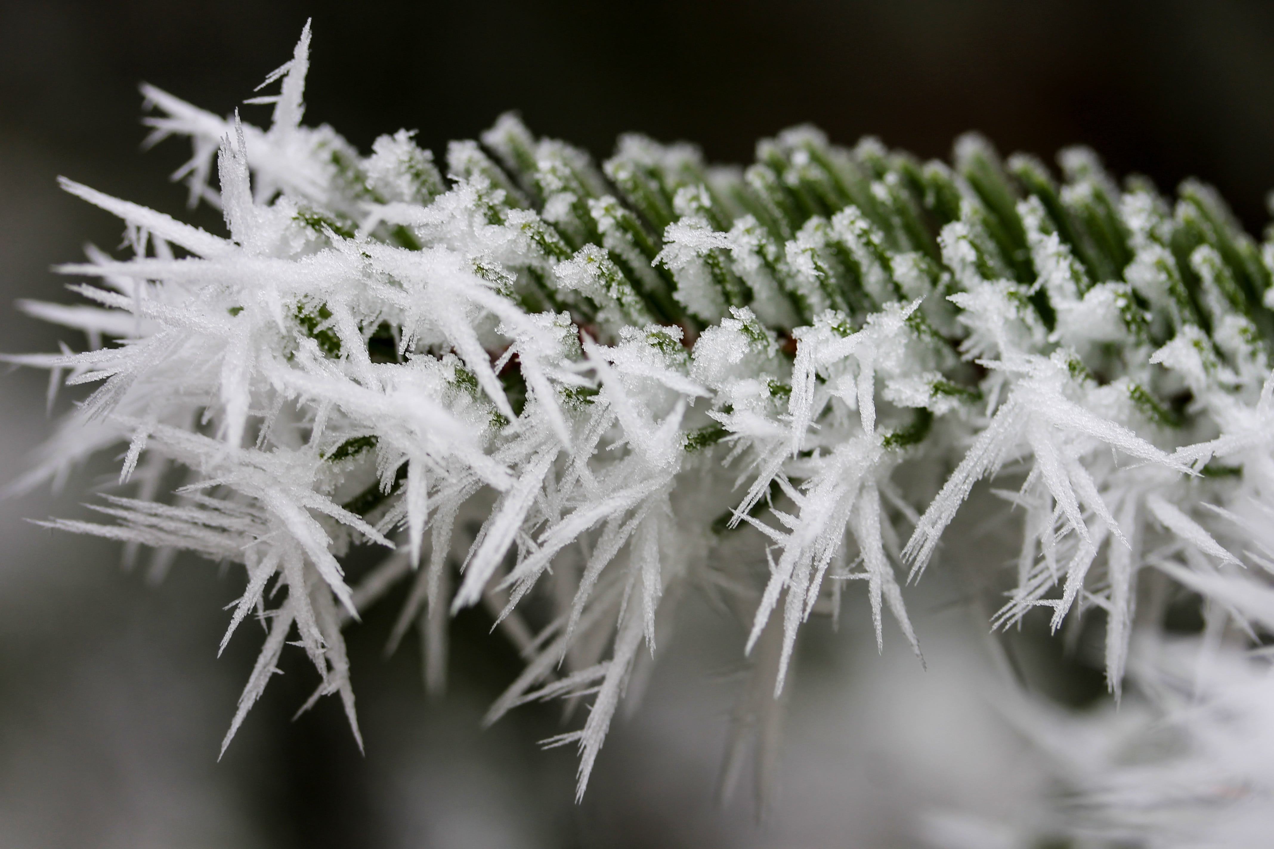indoors, 4K, white color, frosty, medicine, close-up, flower, healthcare and medicine, branch, selective focus, ice, cold temperature, food, wintery, fragility, HD Wallpaper