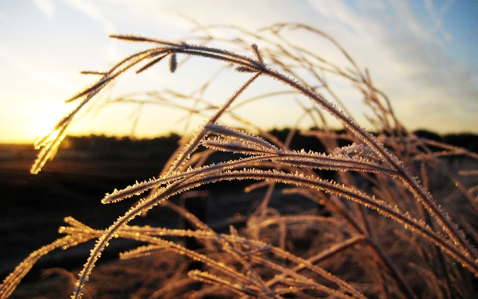 grass, frozen, hoarfrost, rime, growth, nature, sunlight, 720P, selective focus, landscape, cloud - sky, light, plant, beauty in nature, luxury, day, close-up, HD Wallpaper