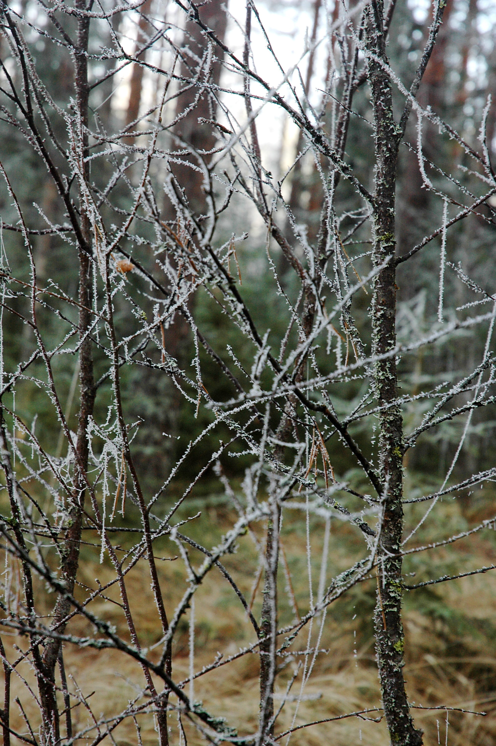 focus on foreground, tree, frosty branches, cold, landscape, branch, frost, autumn, trees, plant, 2K, Branches, dead plant, forest, nature photo, tranquility, Phone HD Wallpaper