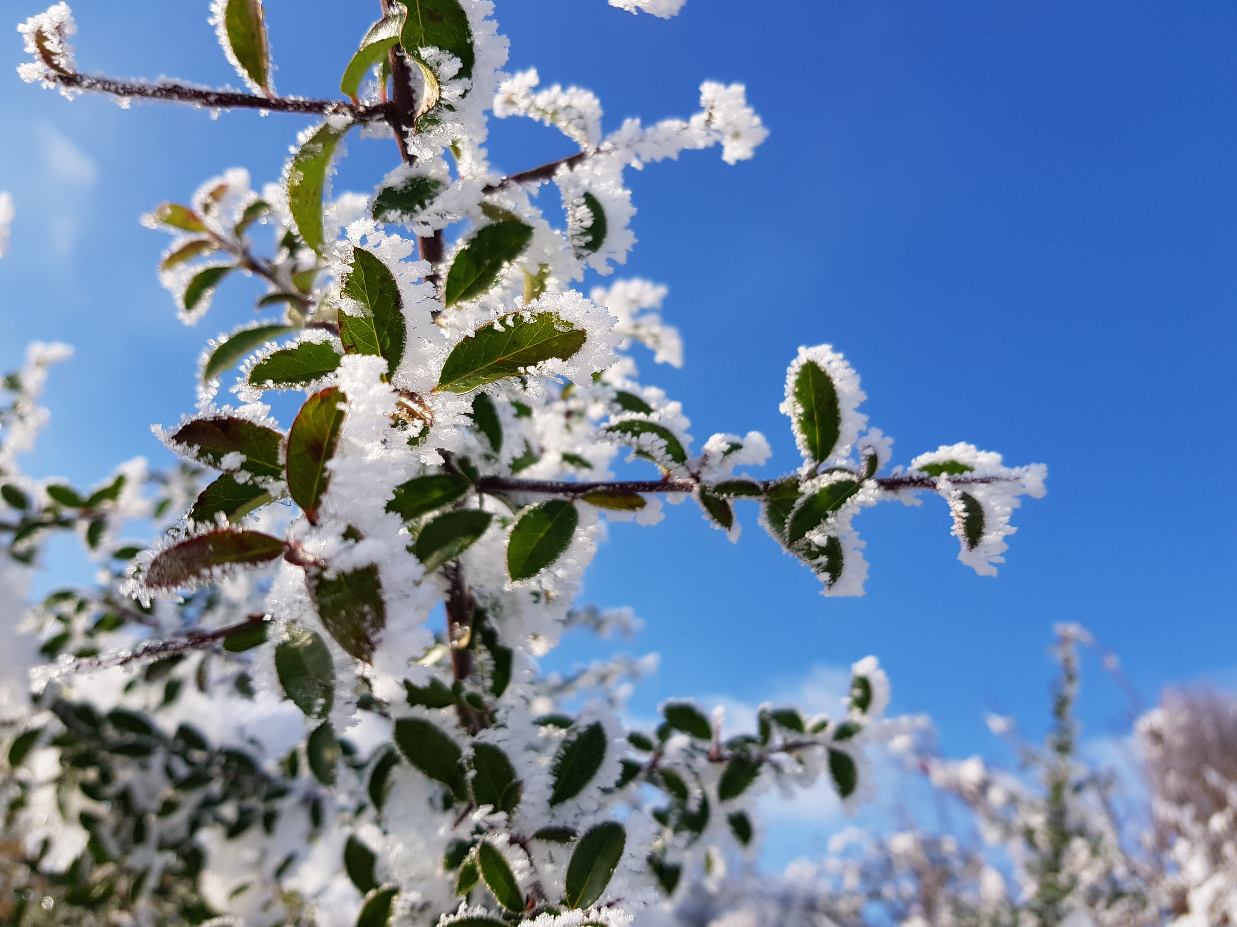 outdoors, nature, beauty in nature, blue, low angle view, landscape, frost, twig, 4K, sky, leaf, plant, tree, icing, ice, day, growth, white color, winter, HD Wallpaper