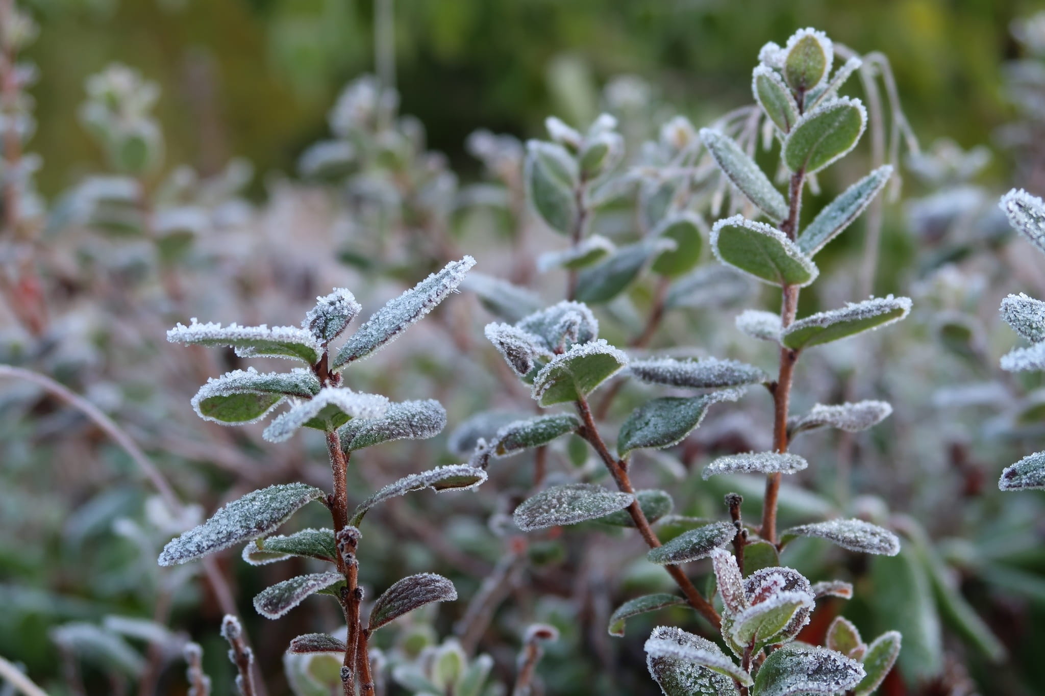 day, outdoors, vulnerability, plant part, nature, beauty in nature, no people, early autumn, cold, flower, focus on foreground, ice, leann, plant, close-up, HD Wallpaper